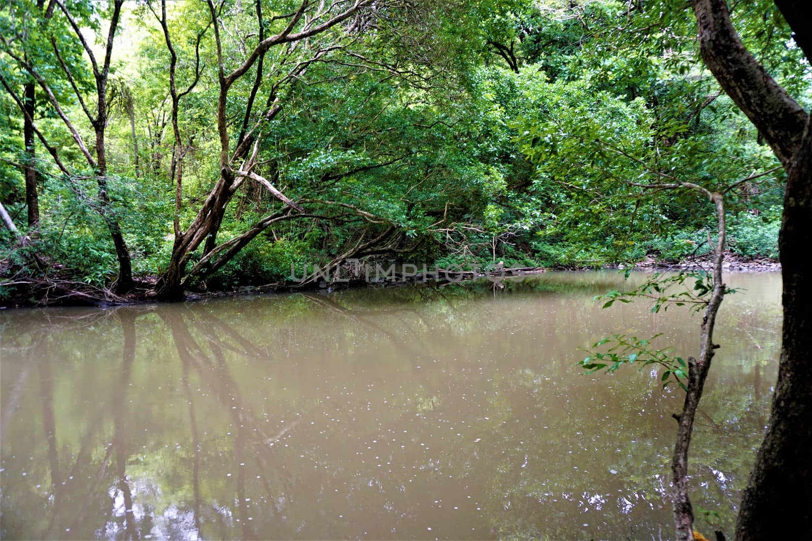 River through the jungle in the Lomas de Barbudal Biological Reserve, Costa Rica