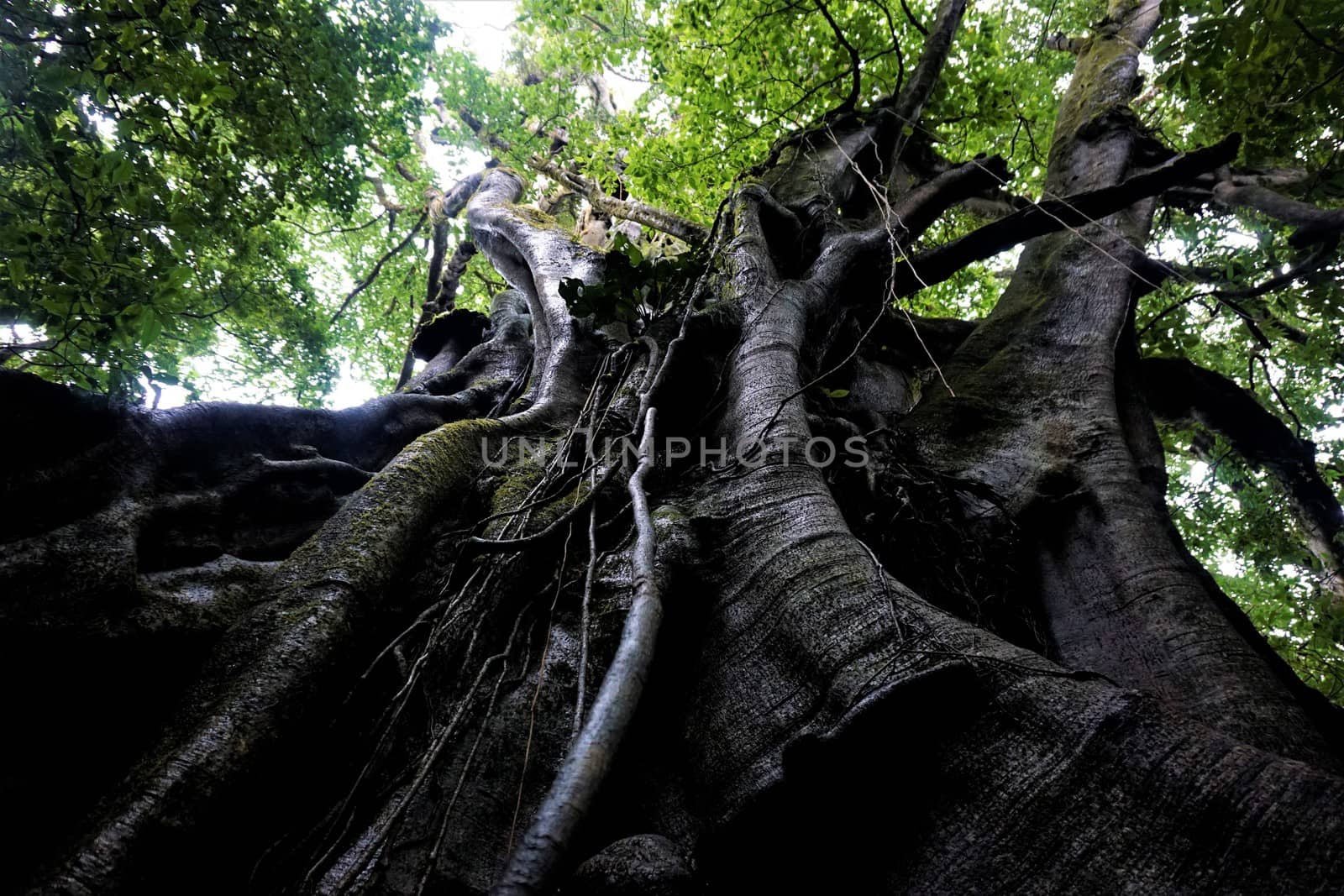 Huge fig tree in the Curicancha Reserve, Costa Rica