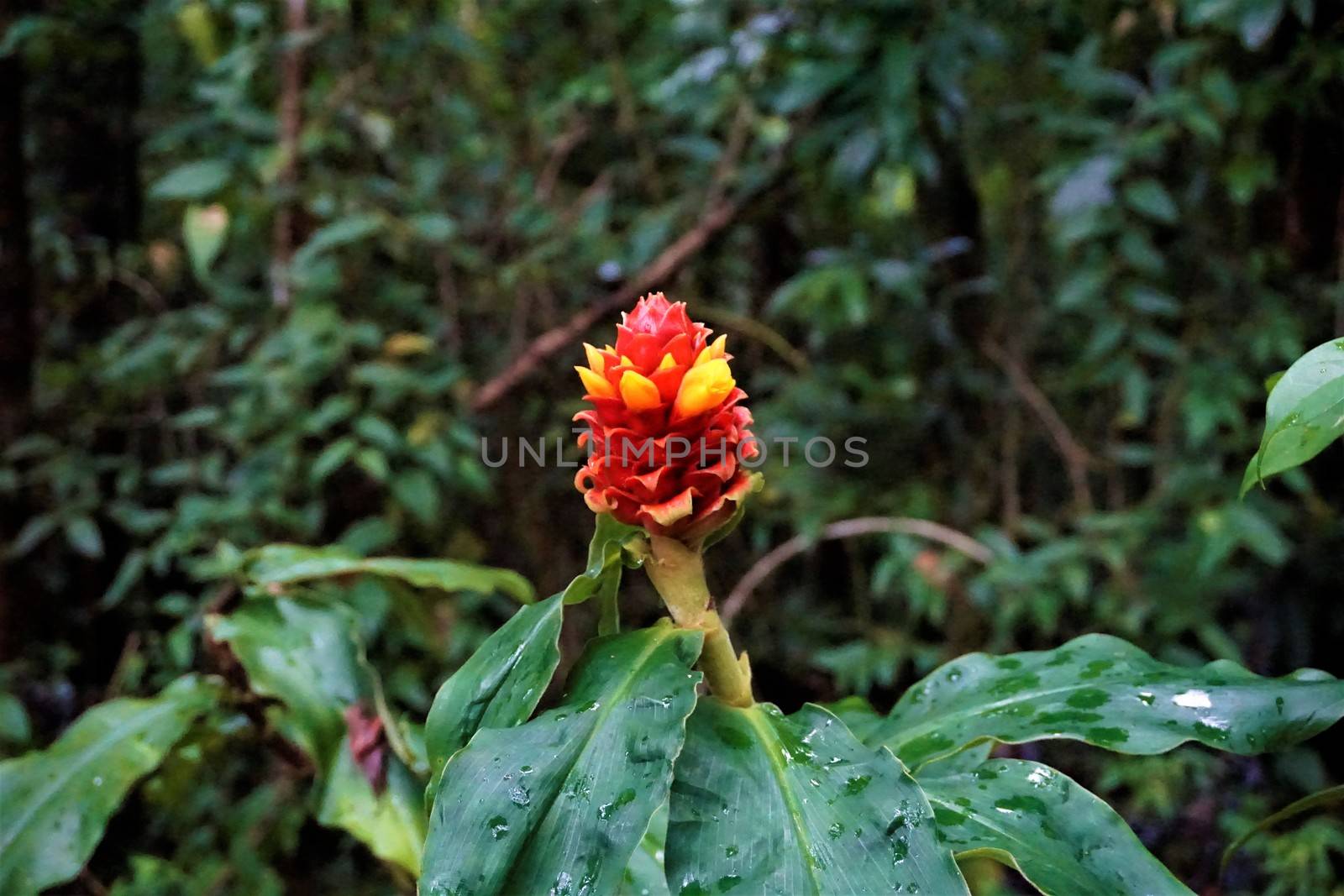 Costus barbatus blossom in the Curicancha Reserve, Costa Rica