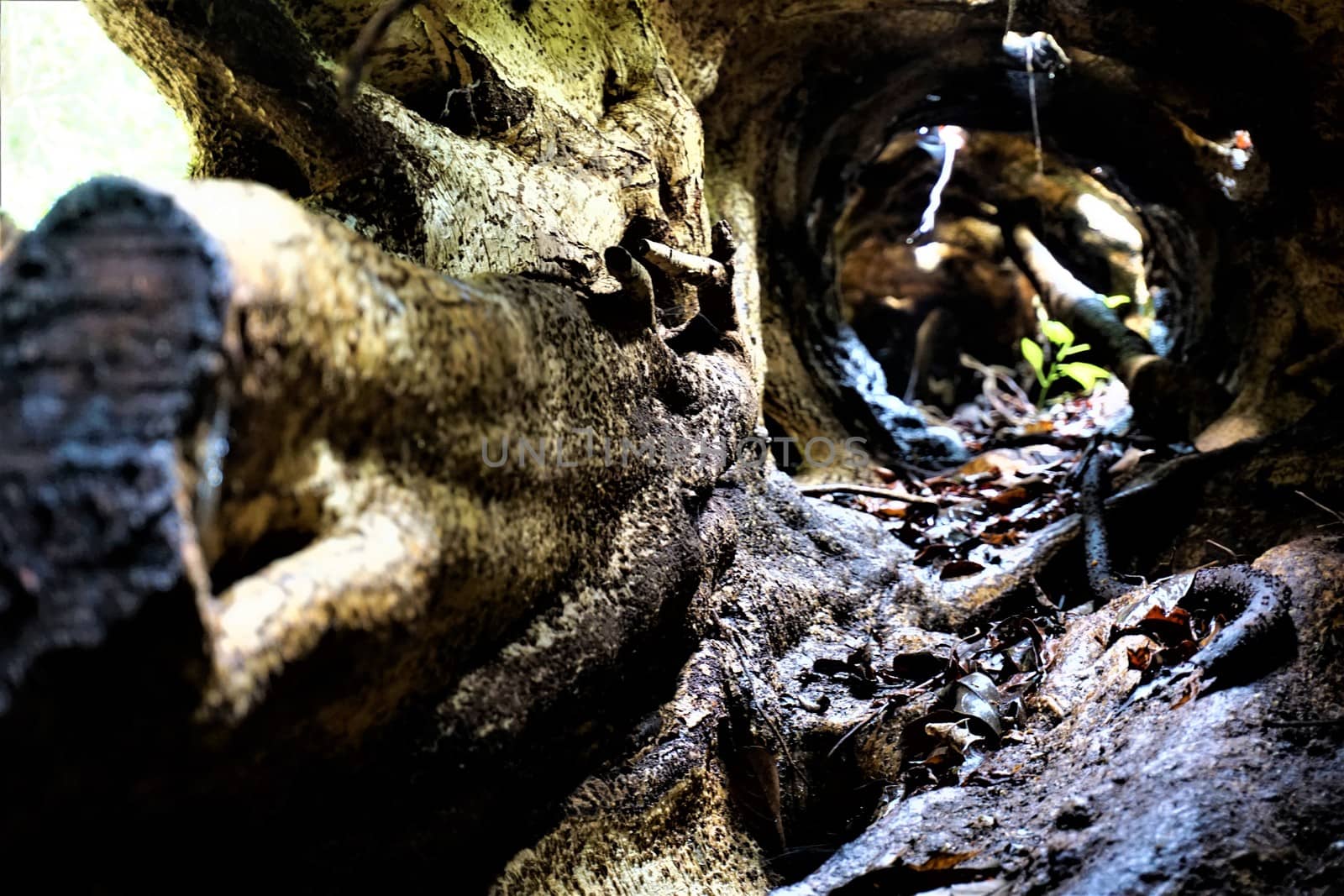 Inside view of a tree in the Curicancha Reserve, Costa Rica