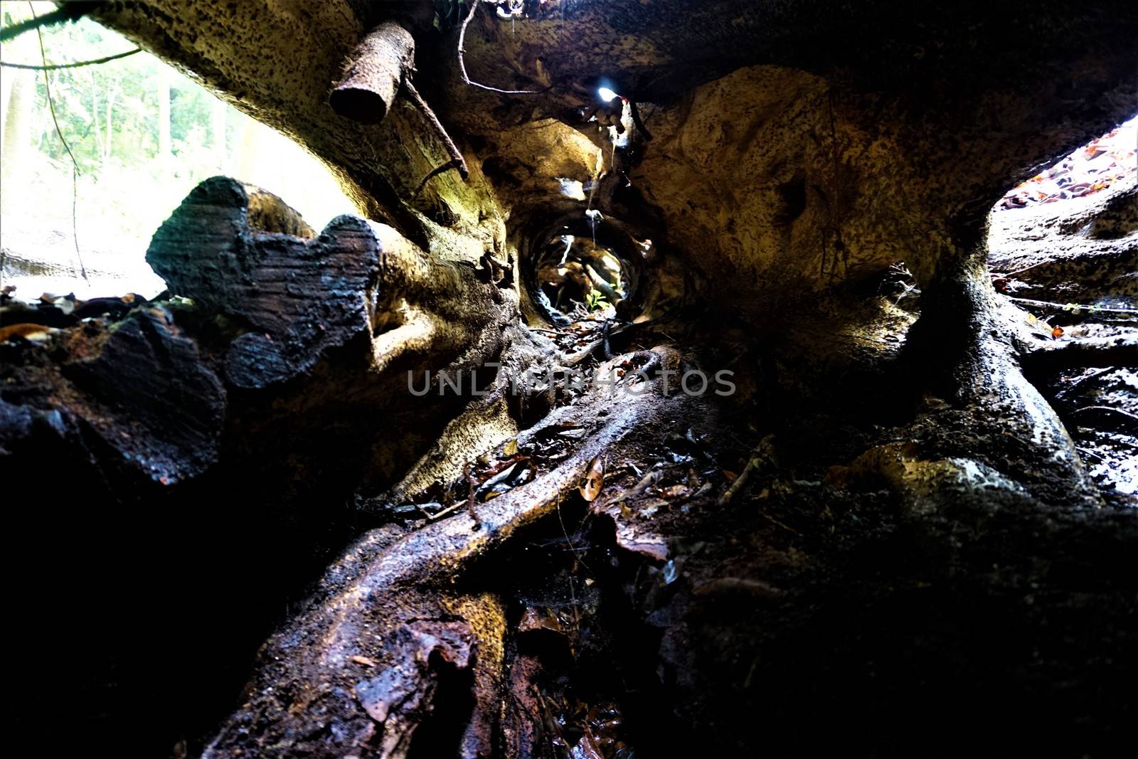 A tree in the Curicancha Reserve, Costa Rica from the inside