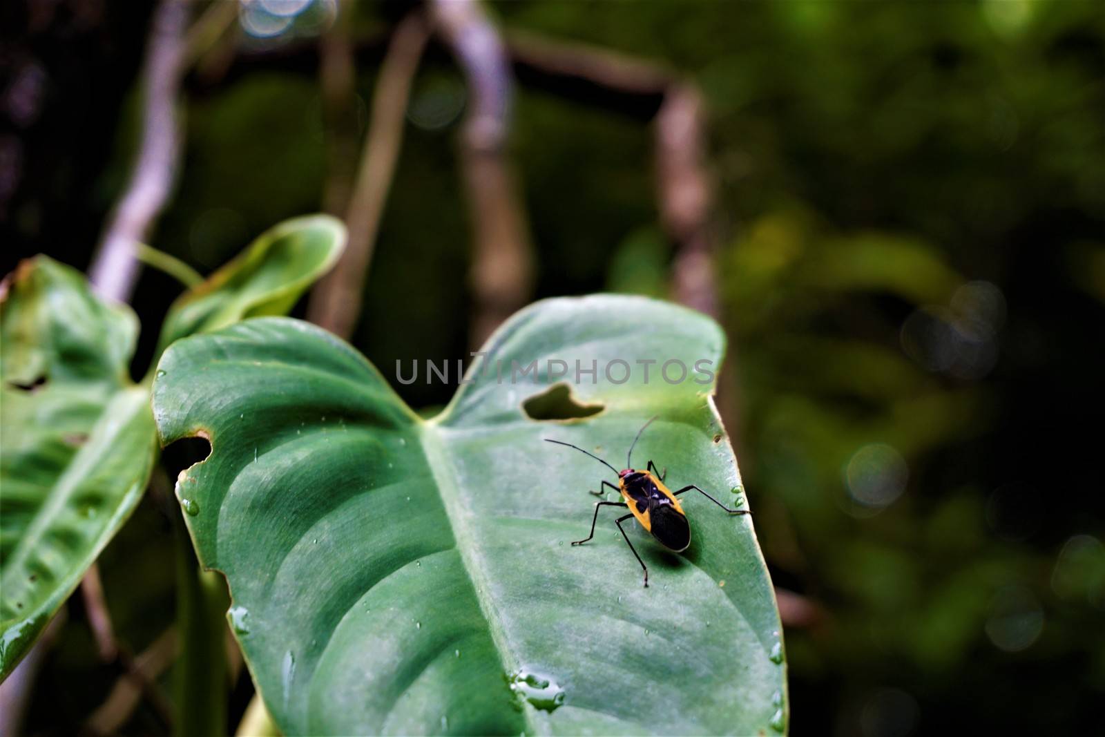 Black and yellow bug from the Pyrrhocoridae family spotted in Costa Rica