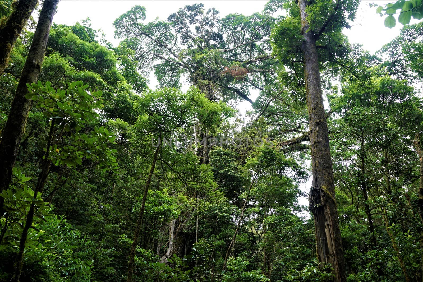 Perfect jungle view in the Curicancha Reserve by pisces2386