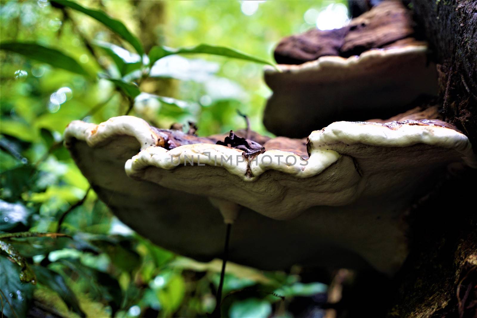 Close-up of unidentified bracket fungus by pisces2386