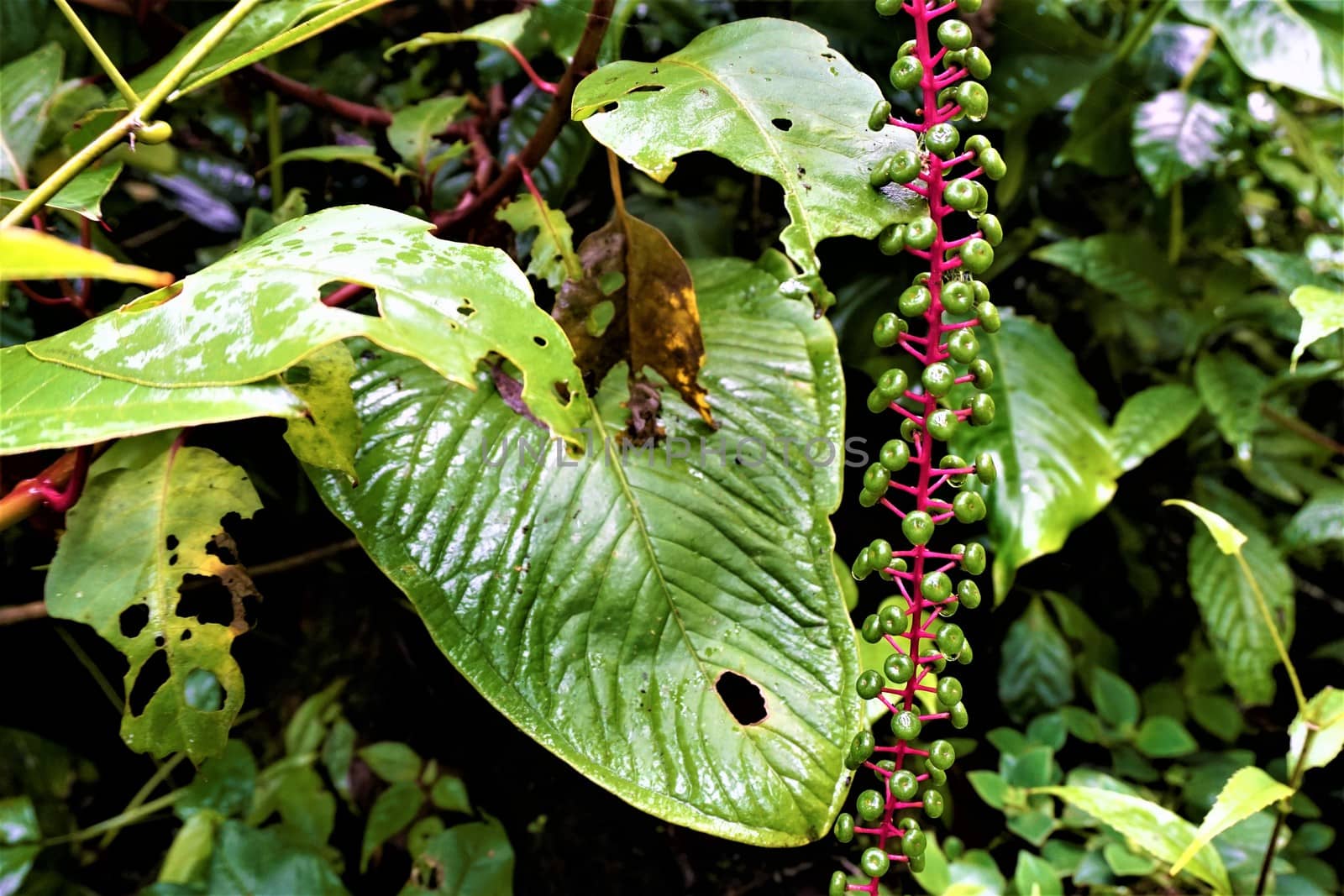 Pokeweed with green berries spotted in Curicancha by pisces2386