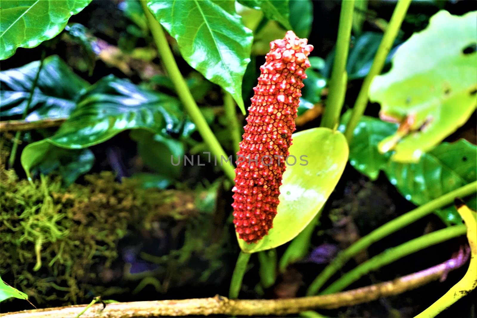 Anthurium orange infructescence spotted in Curi-Cancha, Costa Rica