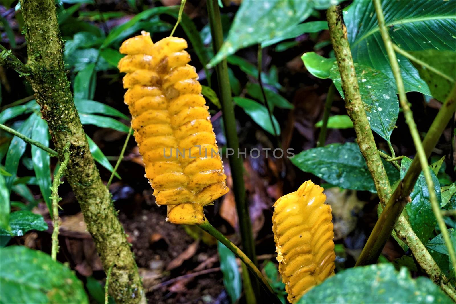 Yellow rattle shaker infructescence spotted in Costa Rica, Monteverde