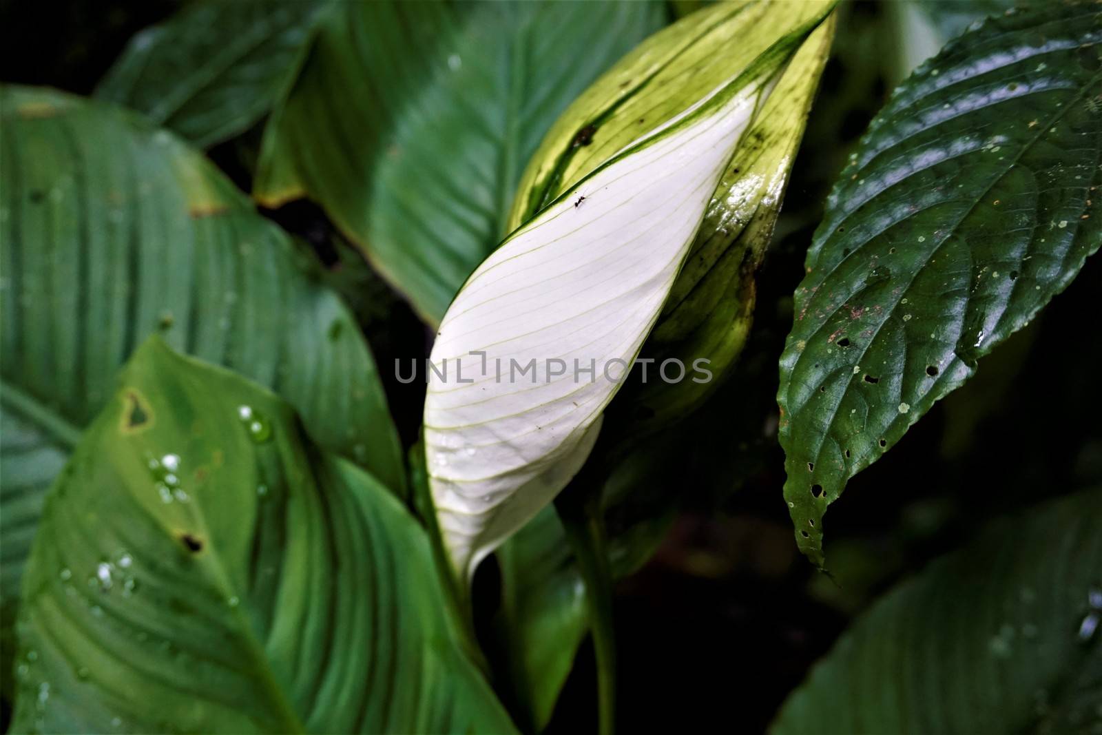 White Anthurium leaf spotted in the Curi-Cancha Reserve by pisces2386