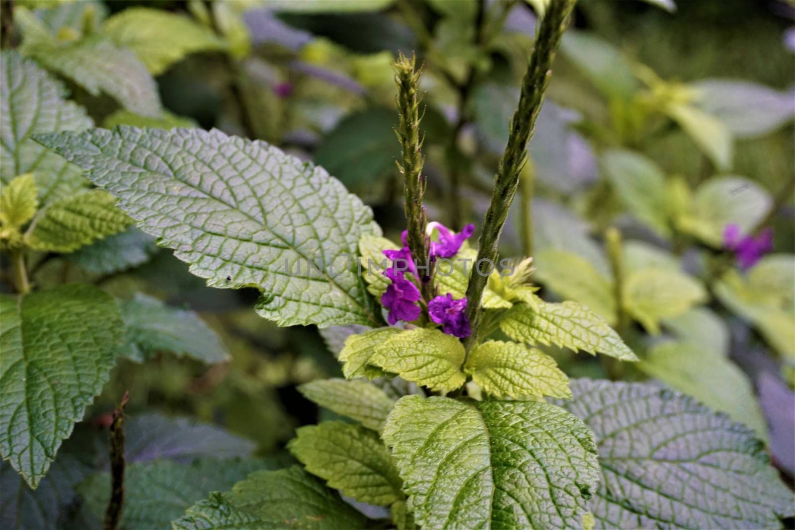 Close-up of the Purple Porterweed spotted in Curi-Cancha by pisces2386