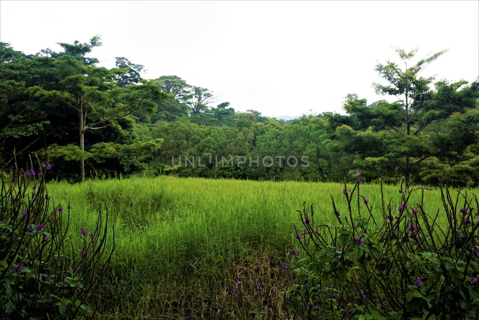 Beautiful view in the Curi-Cancha Reserve, Costa Rica