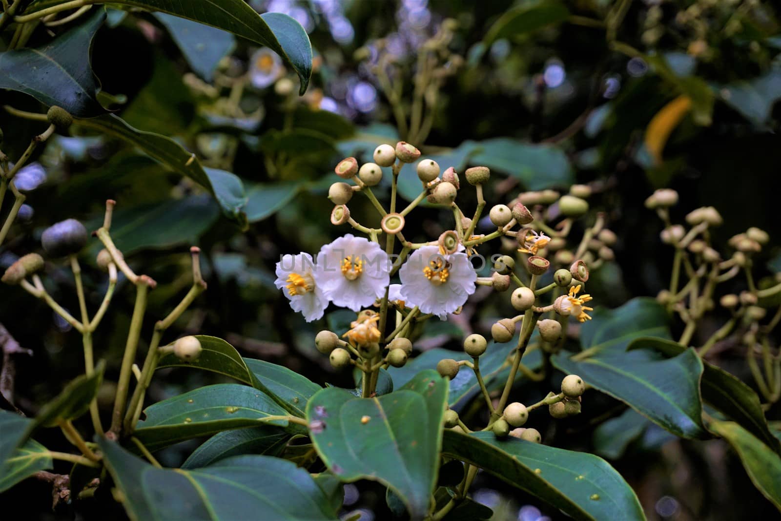 Unidentified plant spotted in the Curi-Cancha Reserve by pisces2386