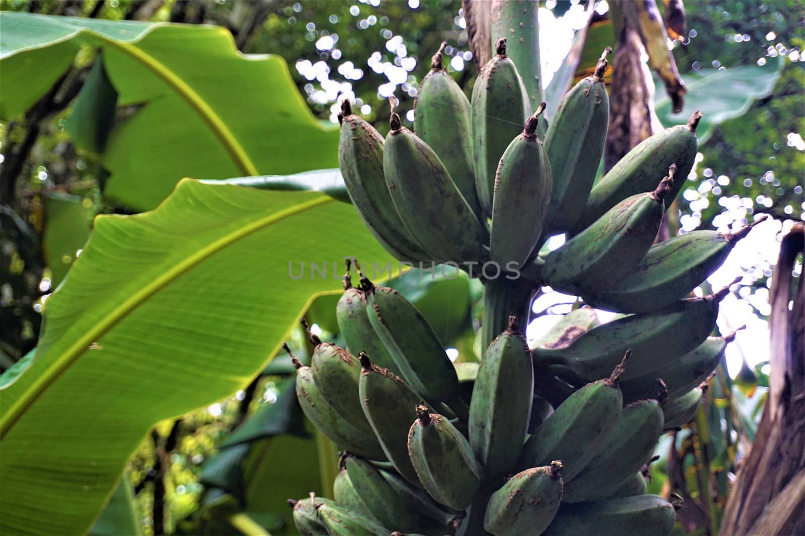 Small green bananas spotted in the Curi Cancha Reserve, Costa Rica