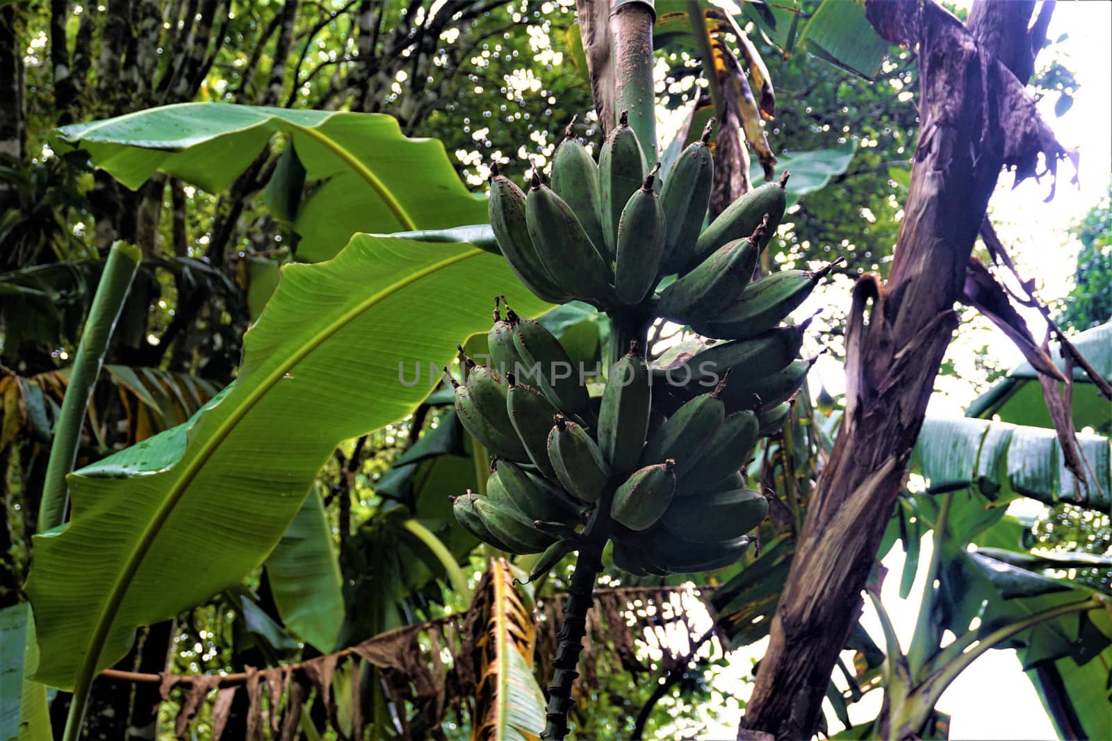 Small green bananas spotted in Costa Rica by pisces2386