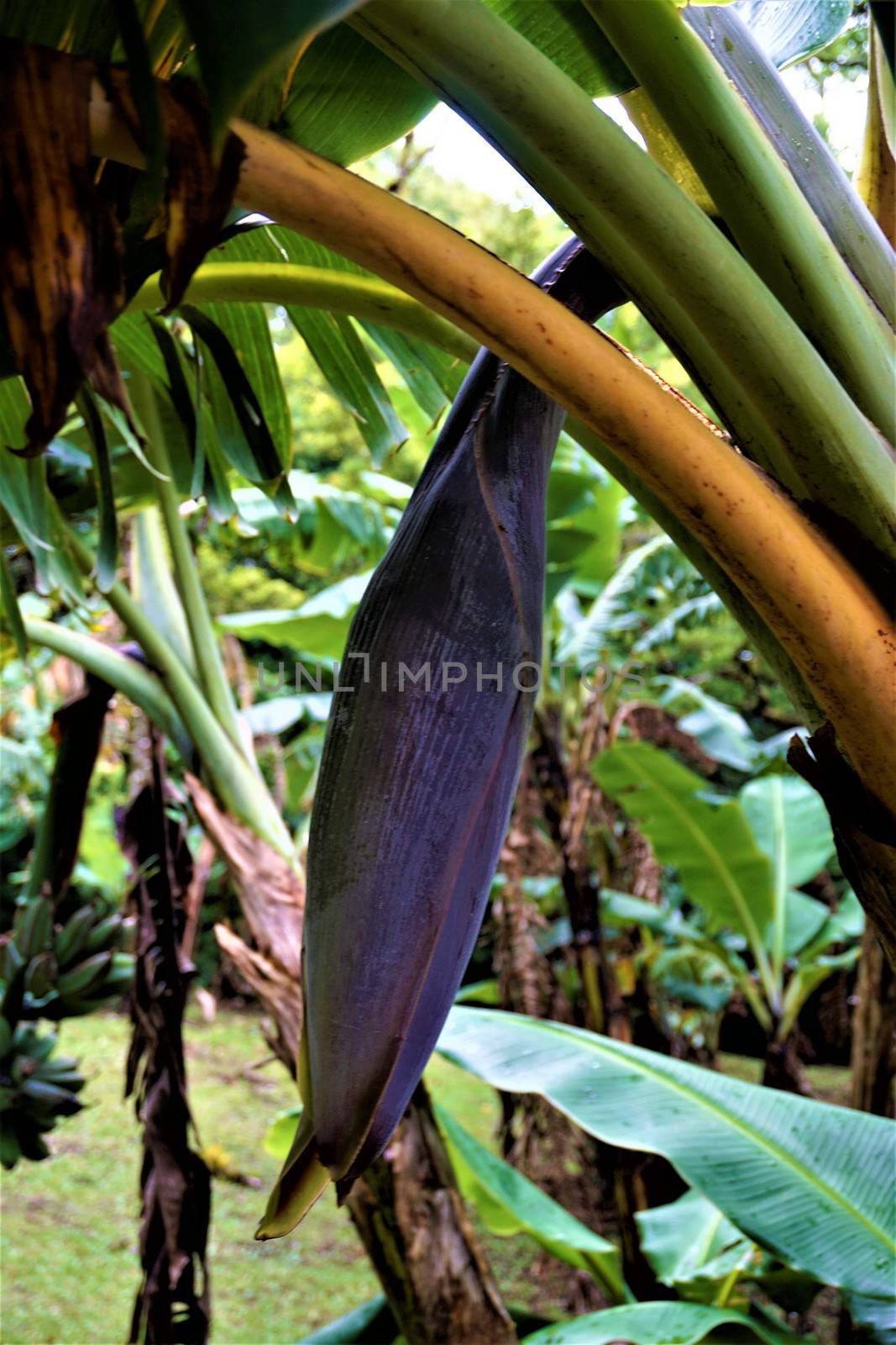 Closed purple banana blossom spotted in Curi Cancha by pisces2386