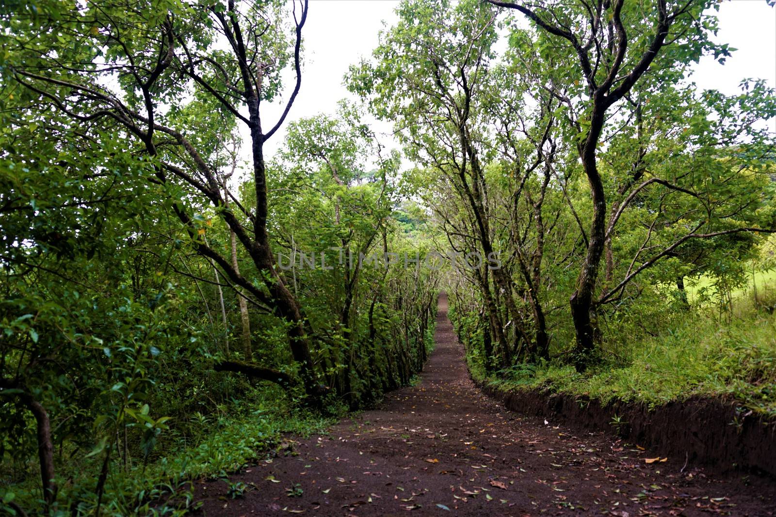 Beautiful path with trees in the Curi Cancha Reserve by pisces2386