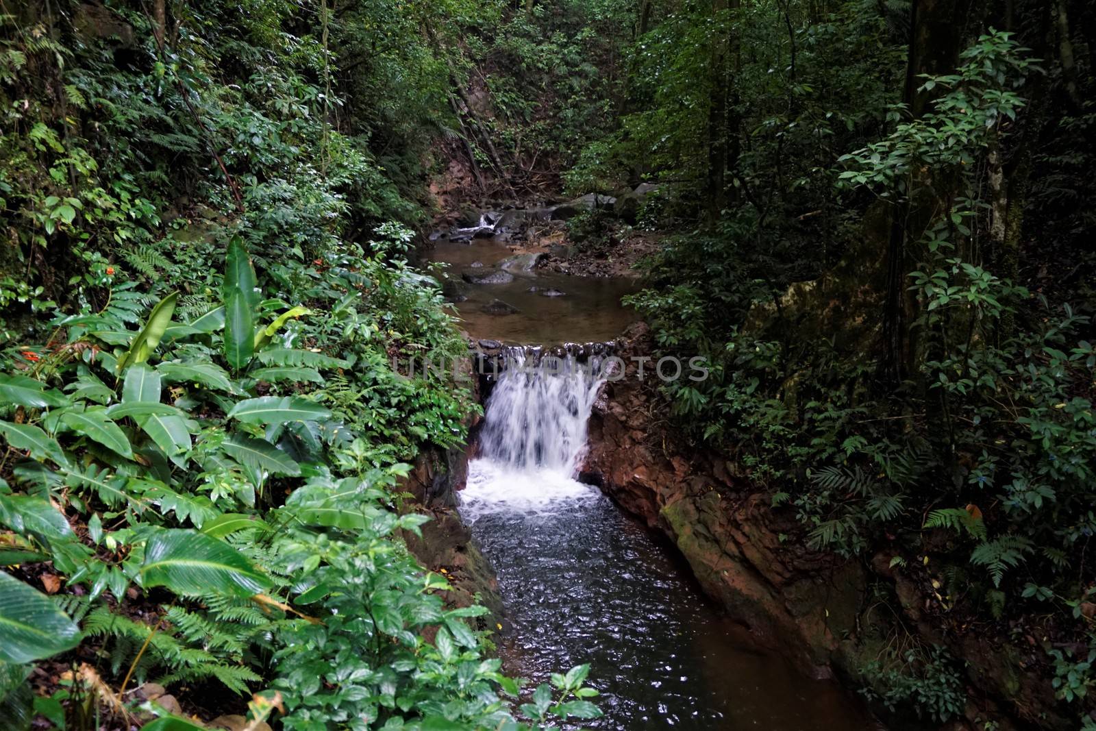 River in the Curi Cancha Reserve, Monteverde by pisces2386