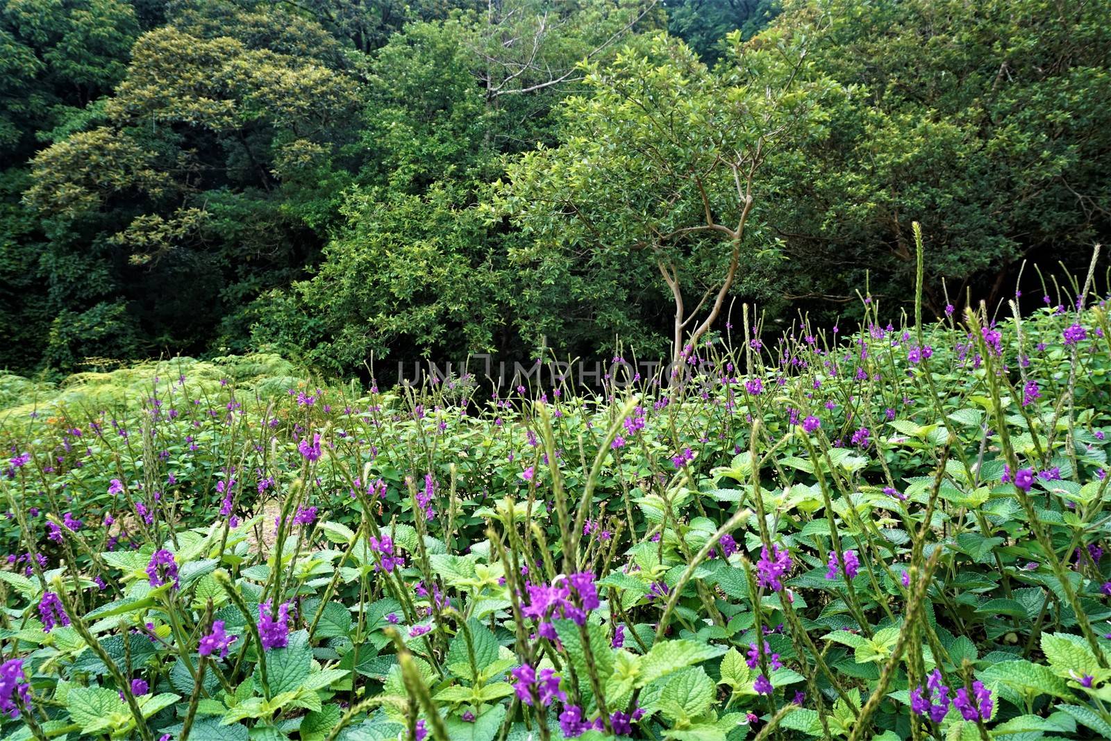 Blue Porterweed spotted in the Curi-Cancha Reserve, Costa Rica