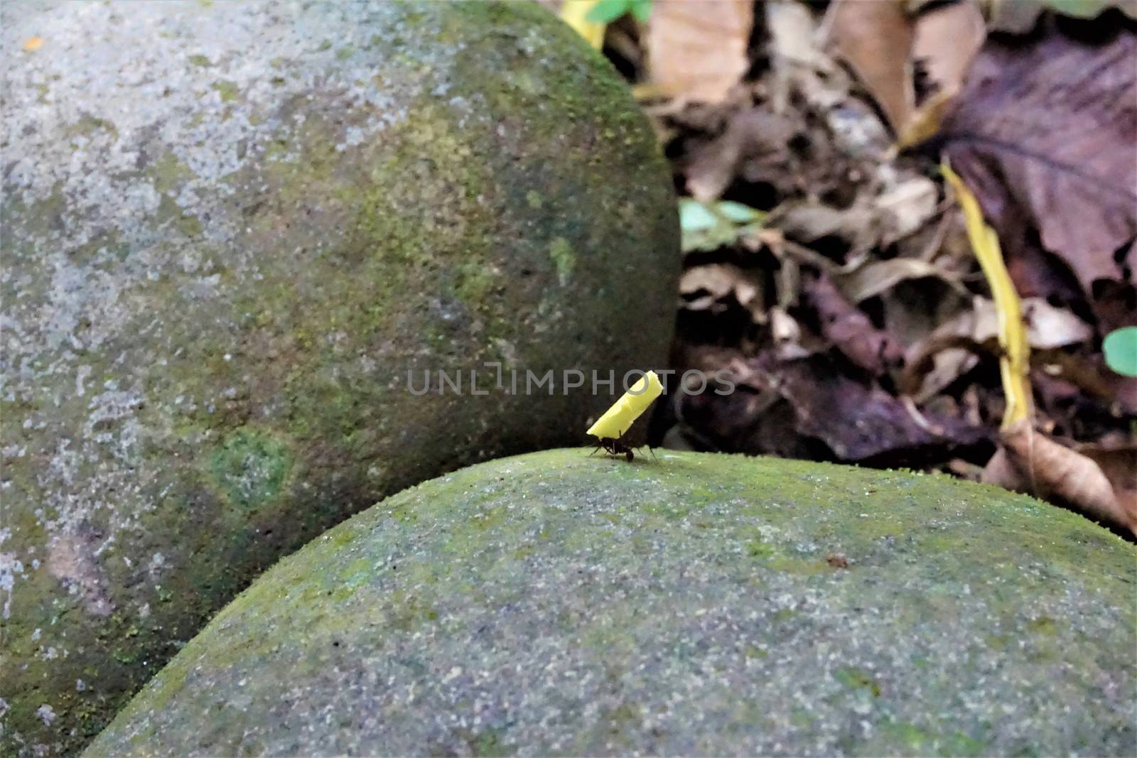 Cutter ant carrying a piece of leaf in Costa Rica