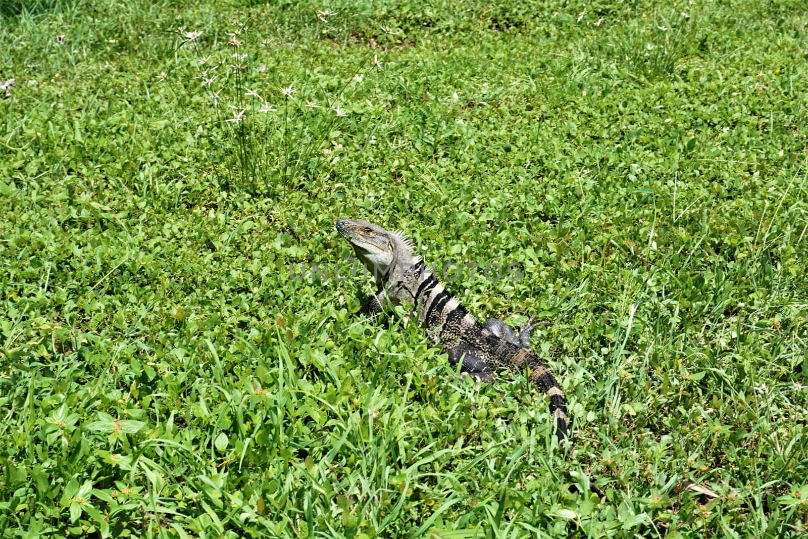 Black spiny-tailed iguana on a meadow in the Carara National Park by pisces2386