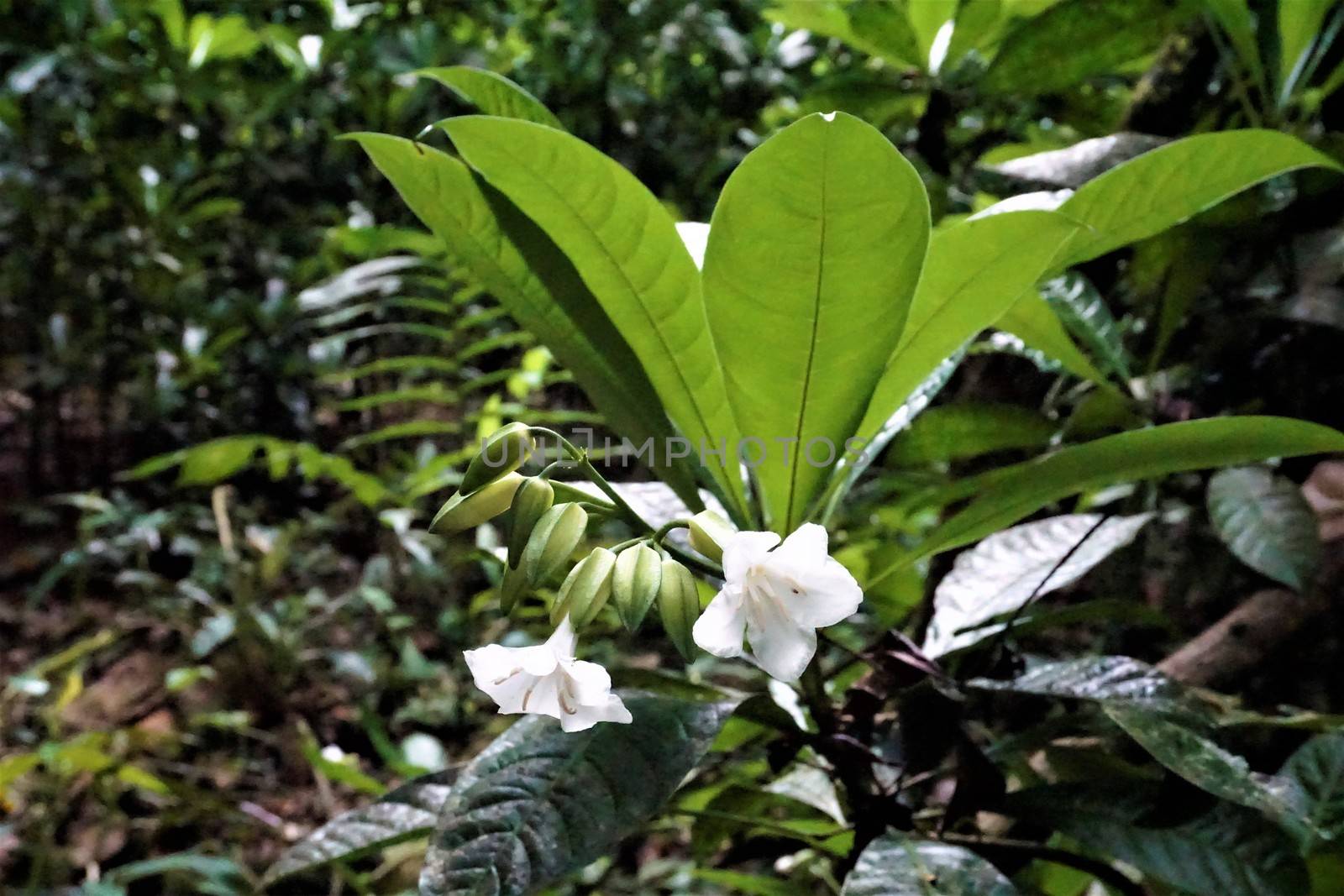 Erythrochiton gymnanthus plant in the Carara National Park, Costa Rica