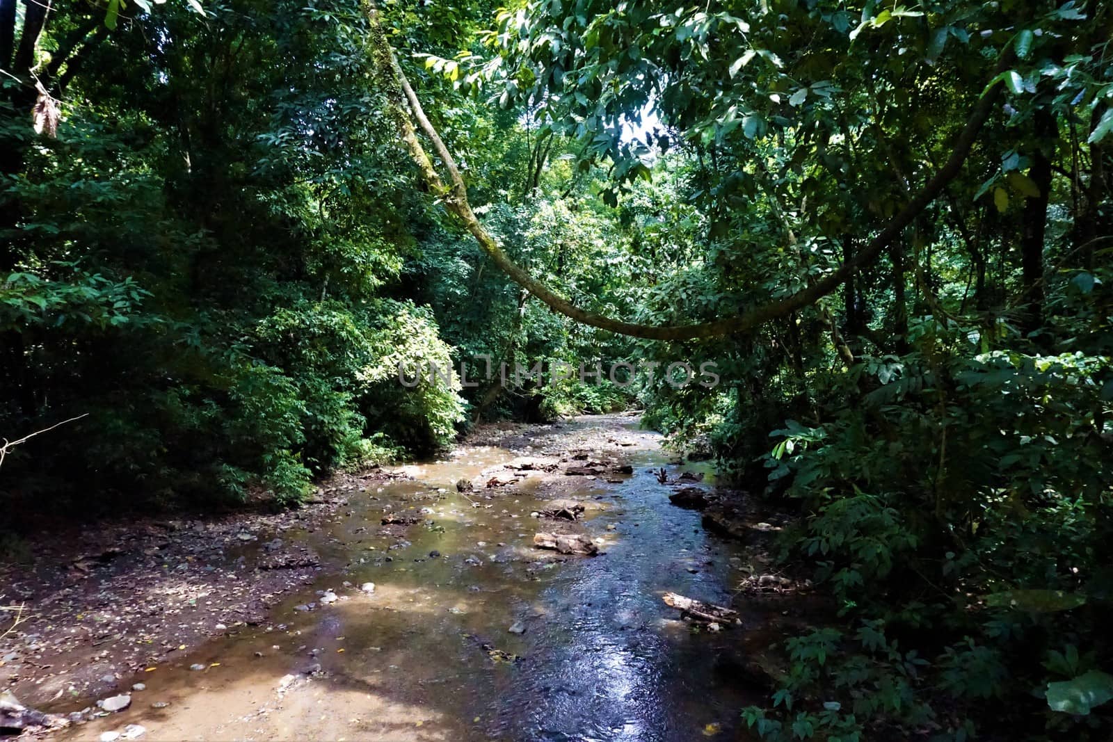 Beautiful view on the Tarcoles river in the Carara National Park, Costa Rica