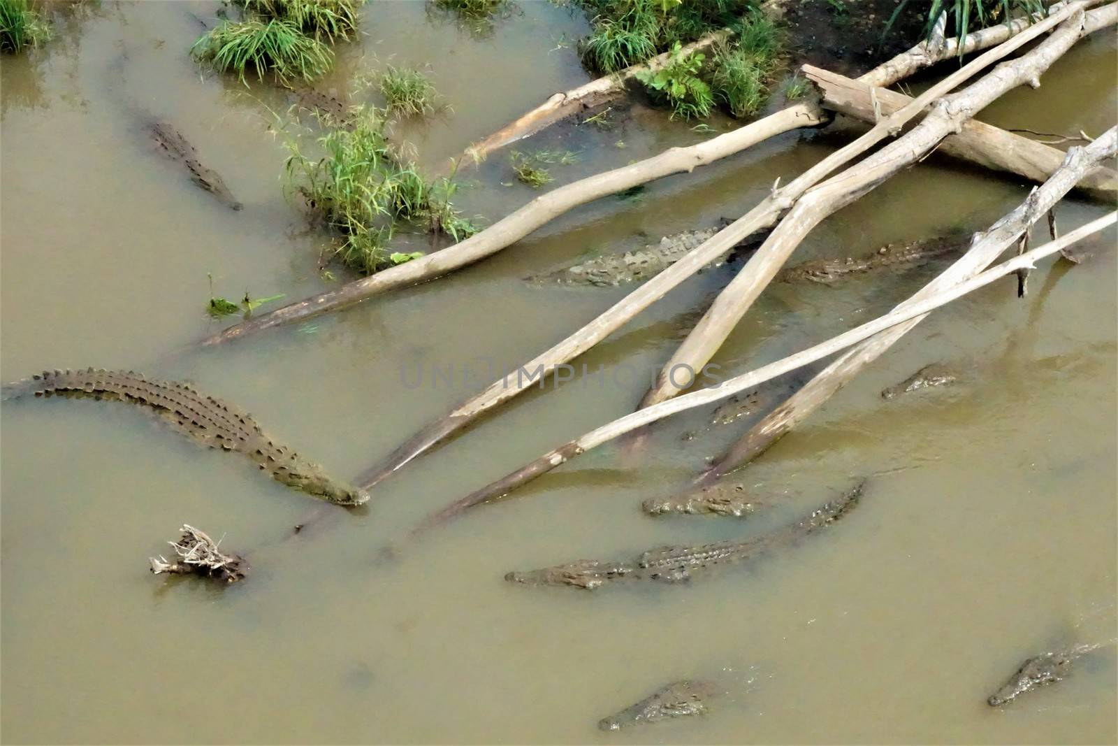 Group of crocodiles in the Tarcoles river by pisces2386