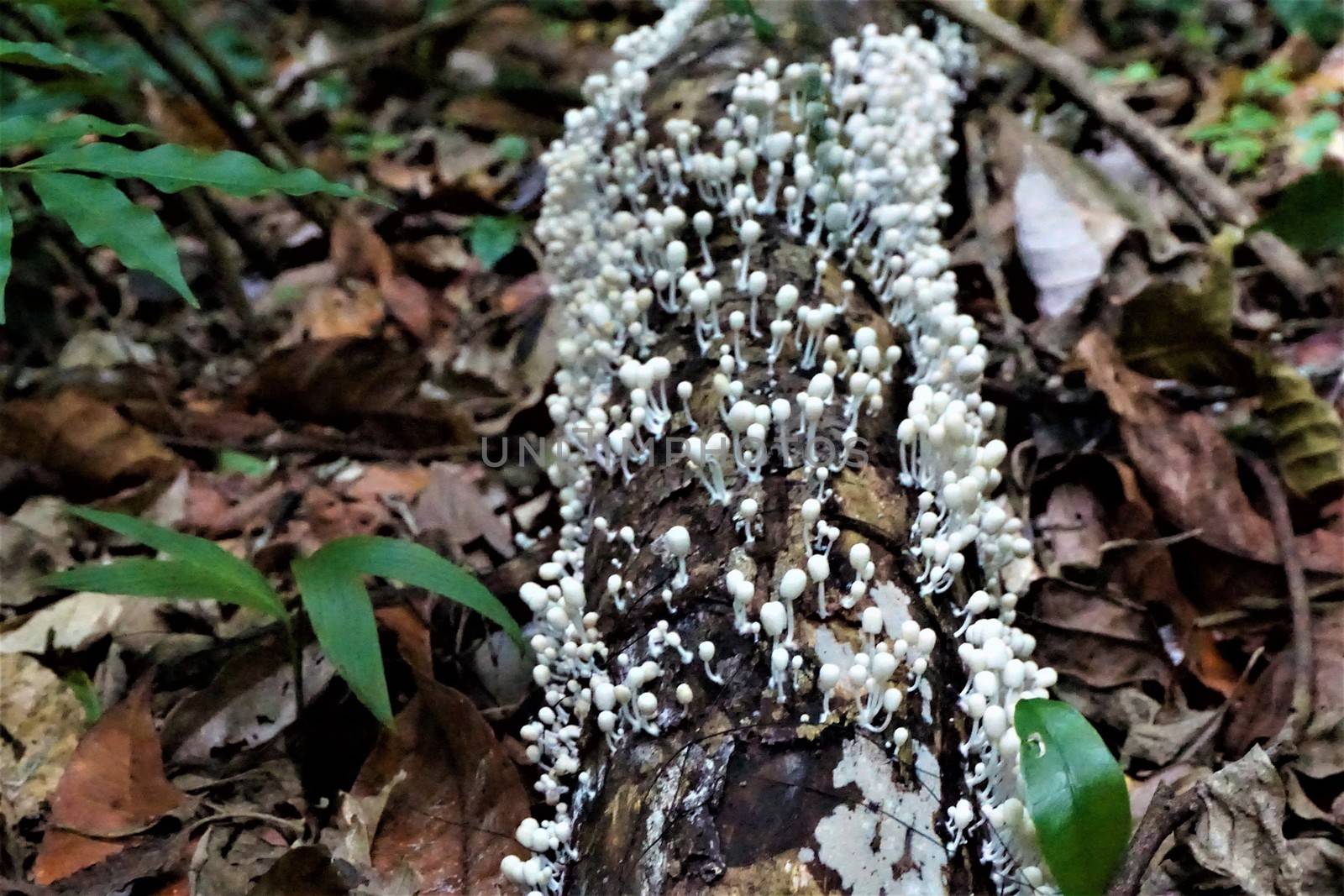 White mushrooms growing on a piece of wood by pisces2386