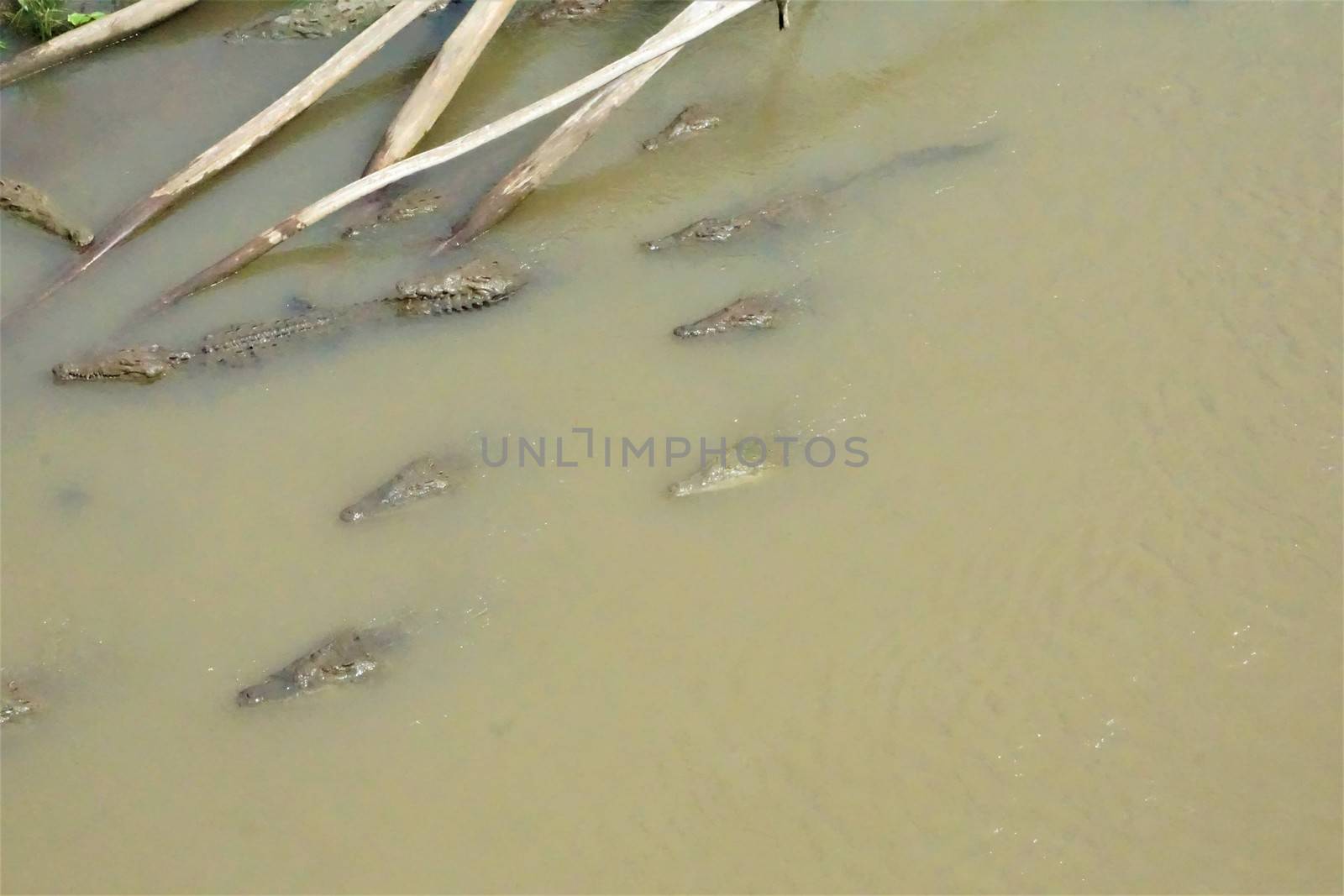 Group of crocodiles swimming in the Tarcoles river by pisces2386