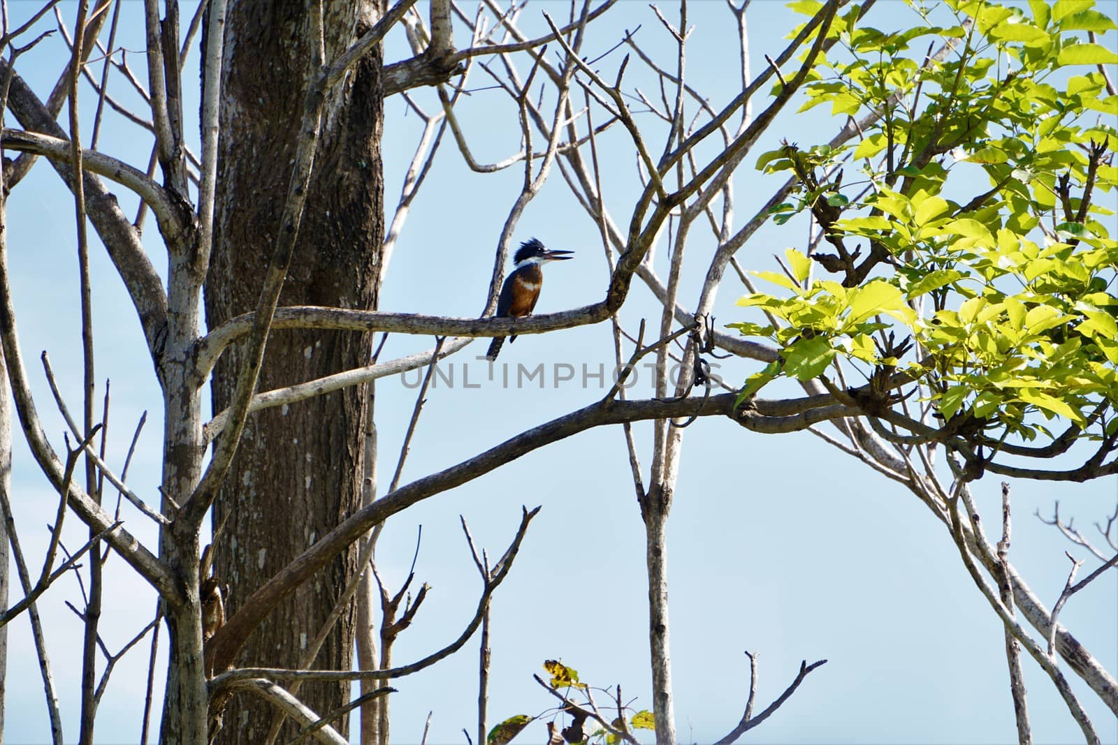 Ringed Kingfisher sitting on a branch in Jaco by pisces2386