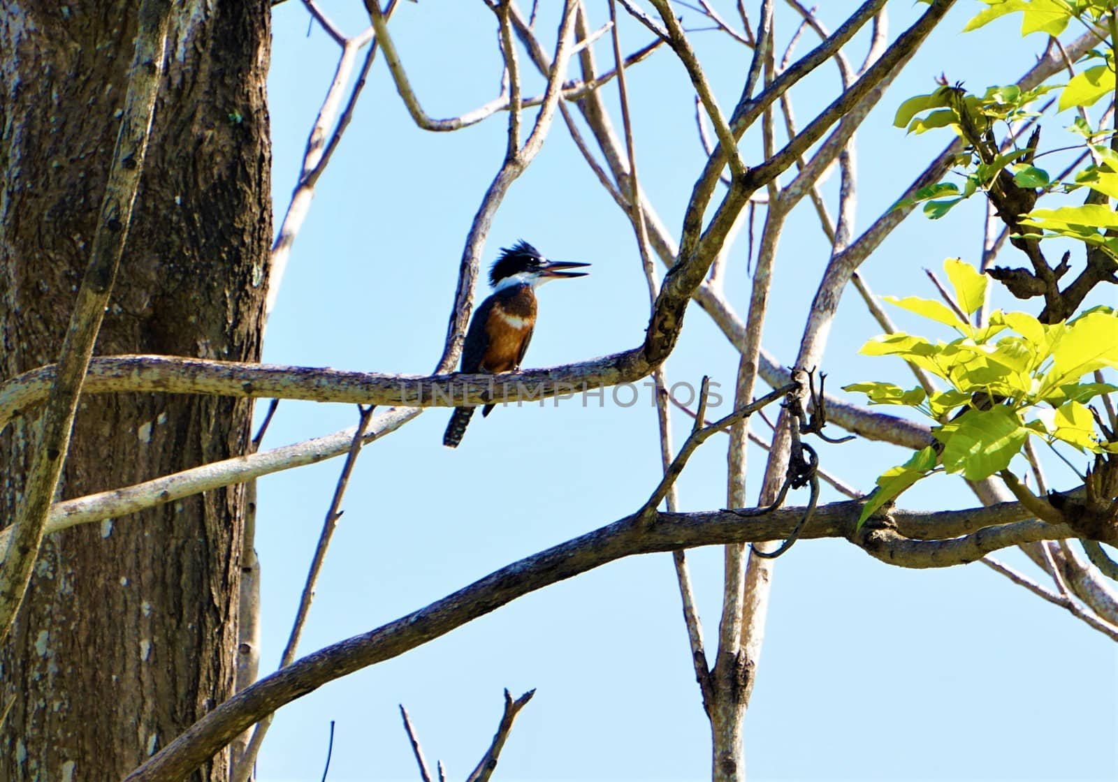 A Ringed Kingfisher sitting on a branch in Jaco, Costa Rica