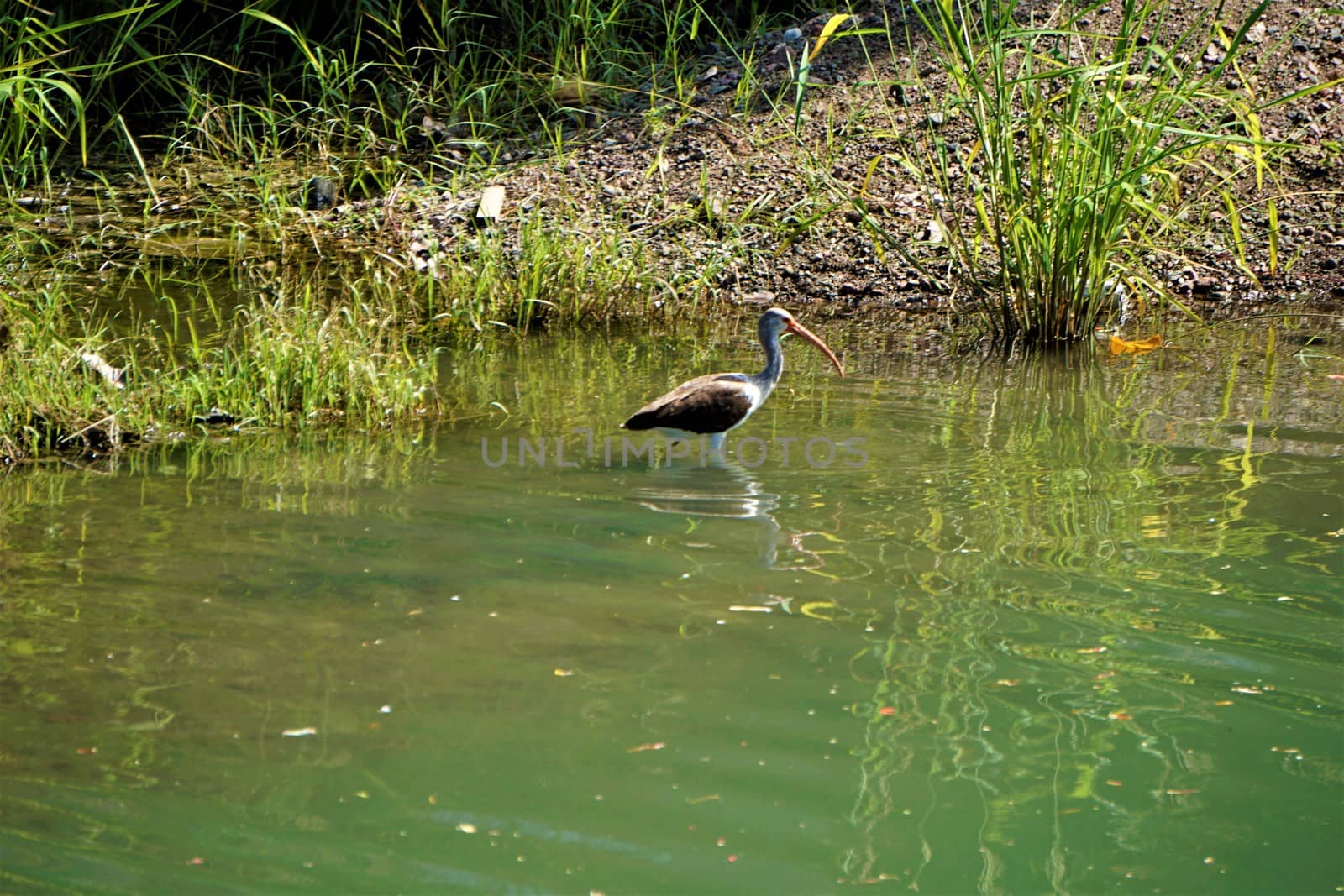 Juvenile white American ibis wading in Quebrad Bonita by pisces2386