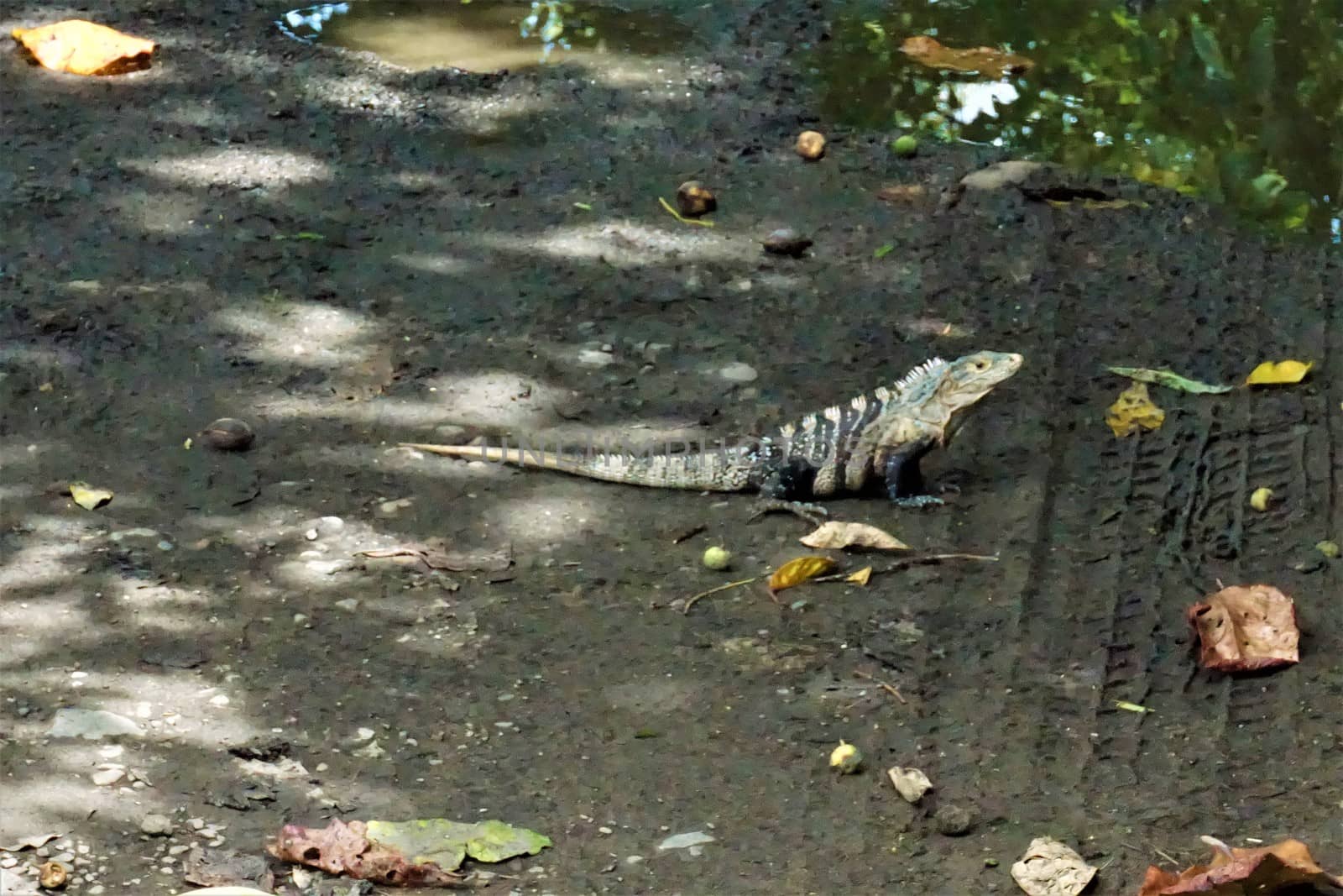 Black spiny-tailed iguana sitting on a trail in Costa Rica