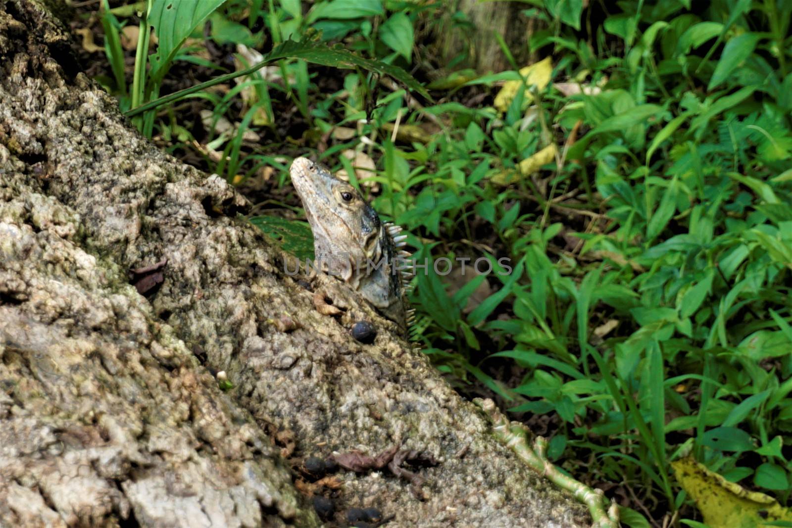 Black spiny-tailed iguana hiding behind a trunk in Costa Rica