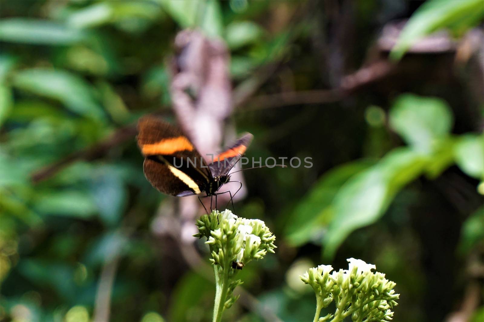 Postman butterfly spotted on flower in Costa Rica