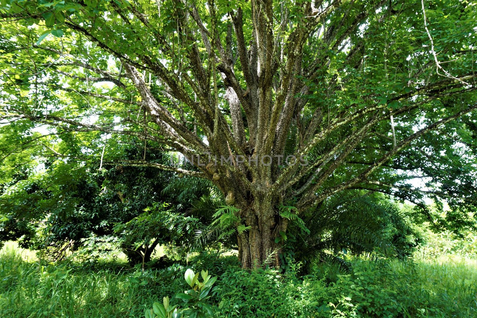 Pochote - spiny cedar tree spotted in Hacienda Baru, Costa Rica