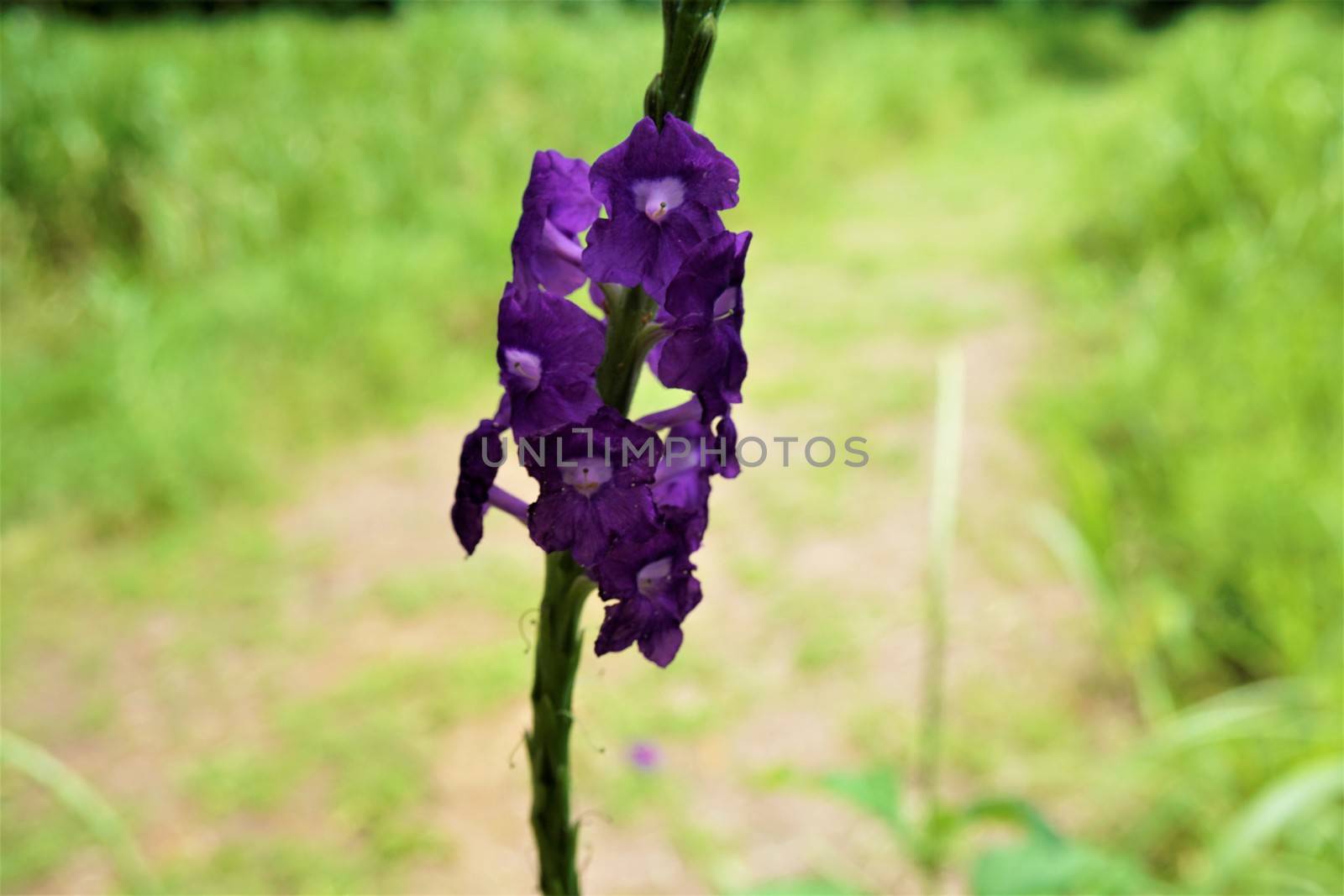 Stachytarpheta jamaicensis - blossoms of the purple potterweed, Costa Rica