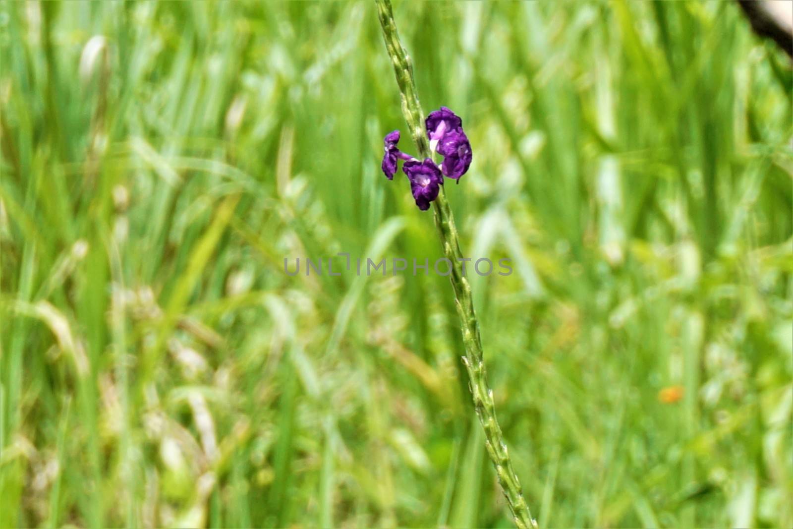 Stachytarpheta jamaicensis - blue rat's tail blossom, Costa Rica