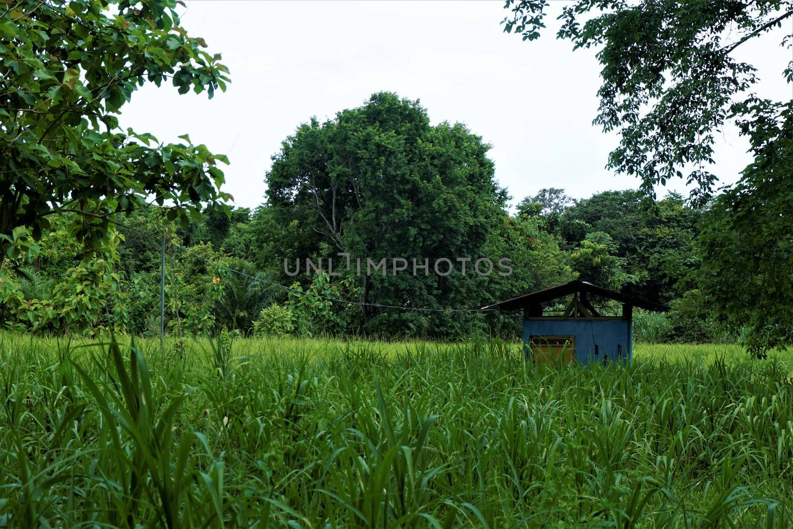 Blue hut in front of the jungle in Costa Rica