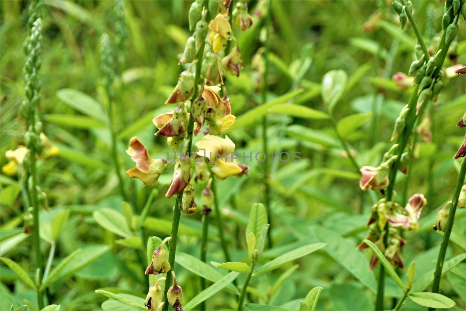 Crotalarieae tribe plant with yellow and brown blossoms Costa Rica