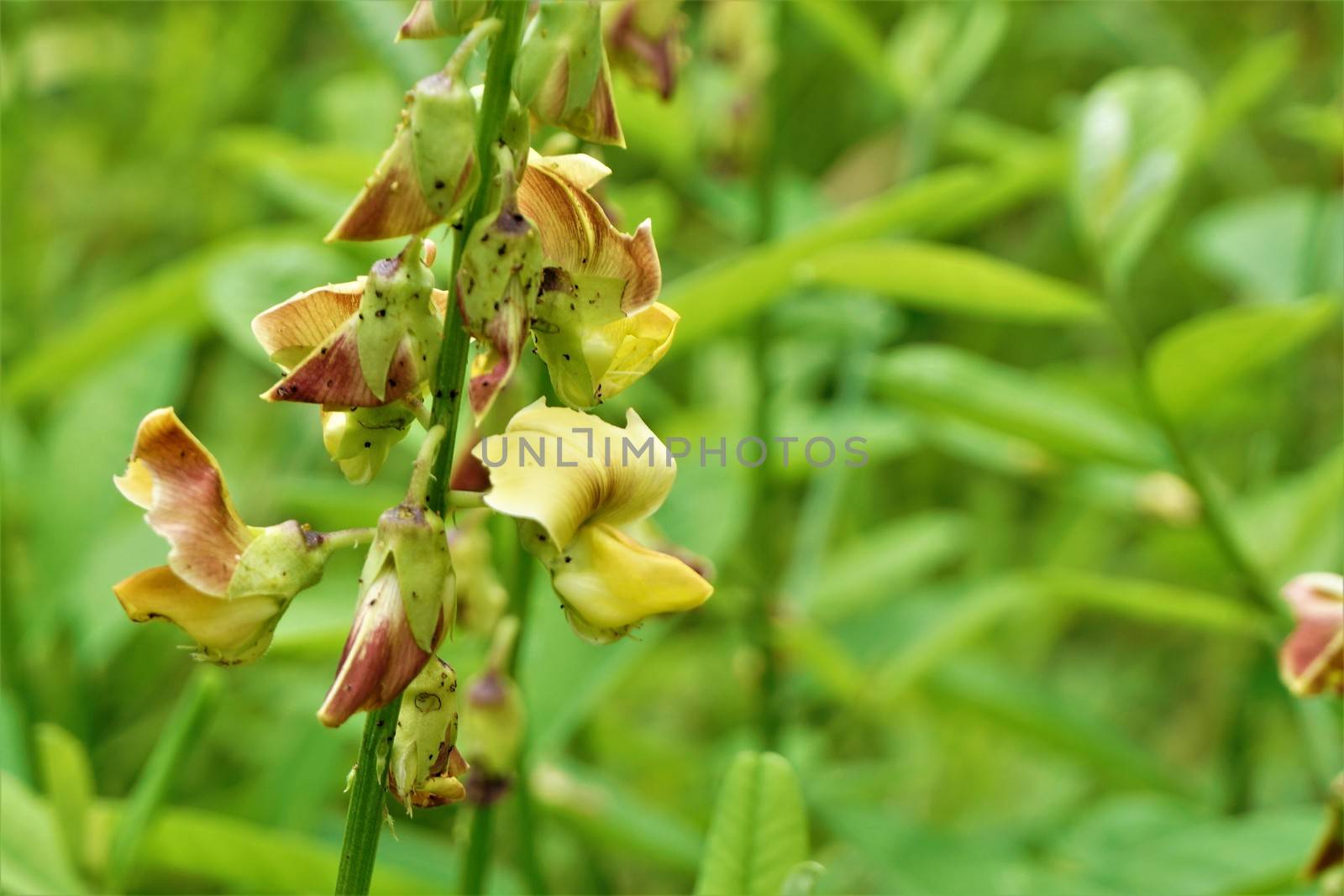 Crotalarieae tribe plant with yellow and red blossoms, Costa Rica