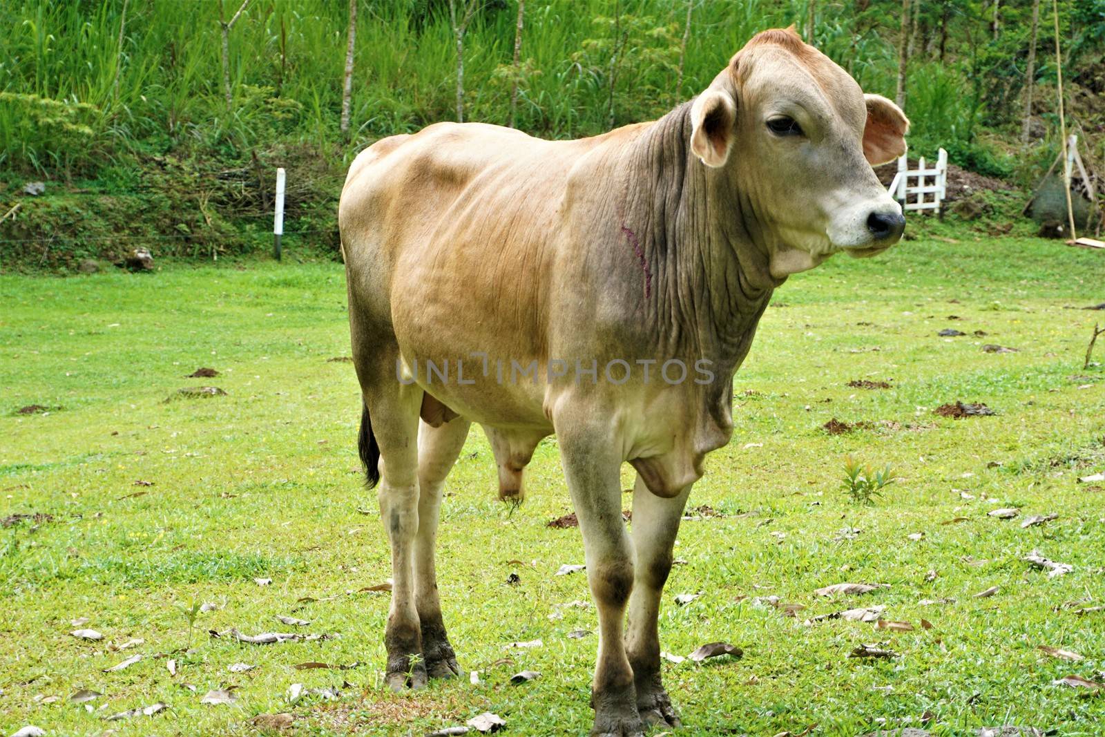 Cow on a meadow near San Isidro de El General, Costa Rica