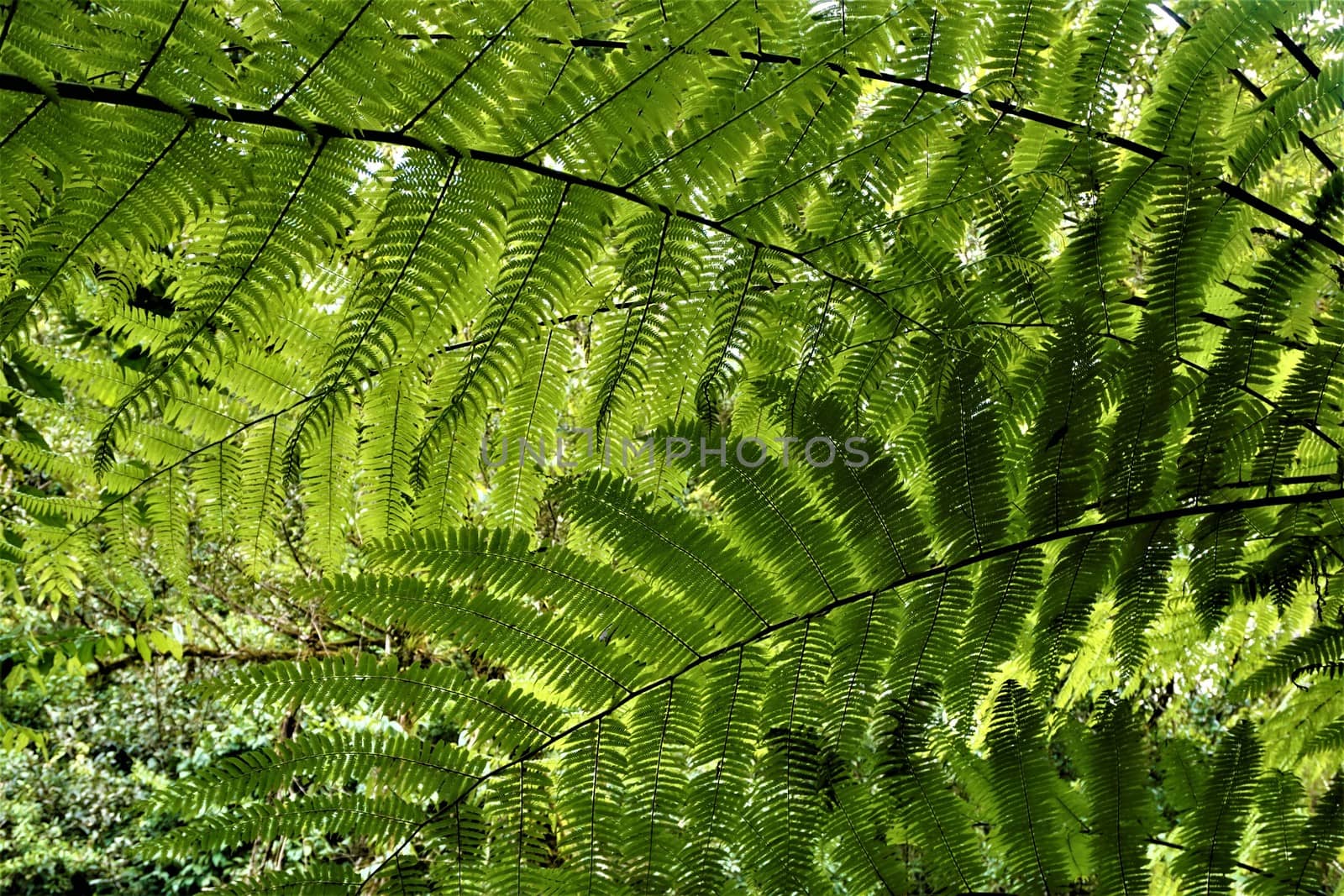 Wall of fern leaves spotted in Las Quebradas Biological Center, Costa Rica