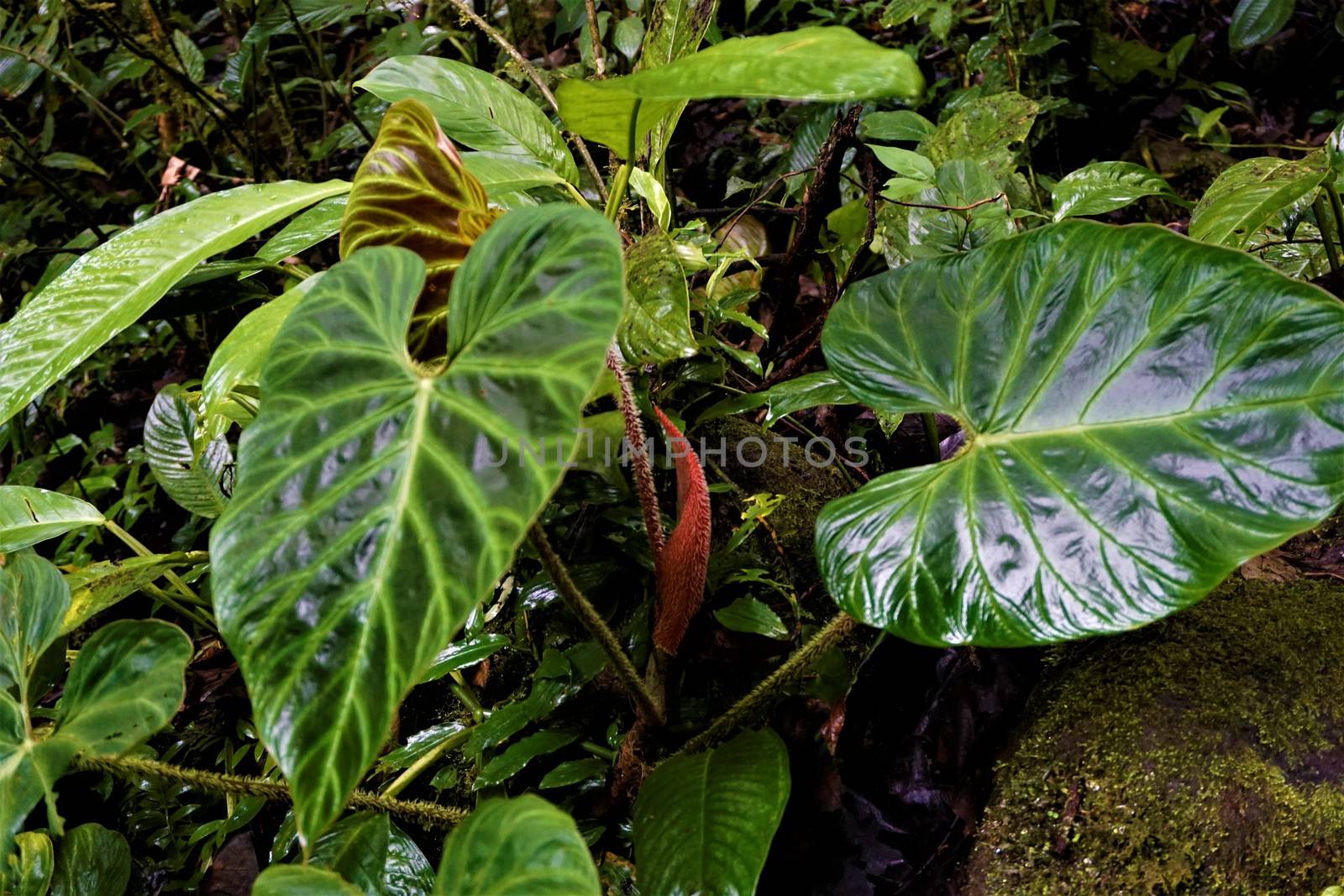 Beautiful shiny green leaves in Las Quebradas, Costa Rica