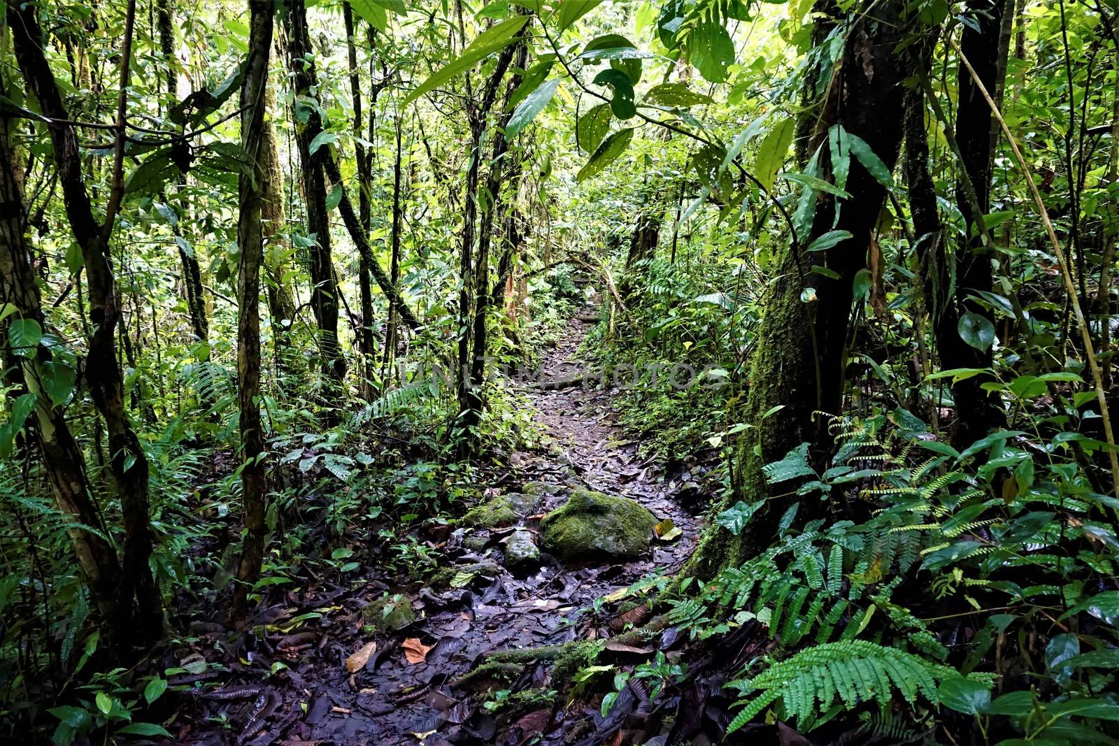 Path through the rain forest in Las Quebradas, Costa Rica