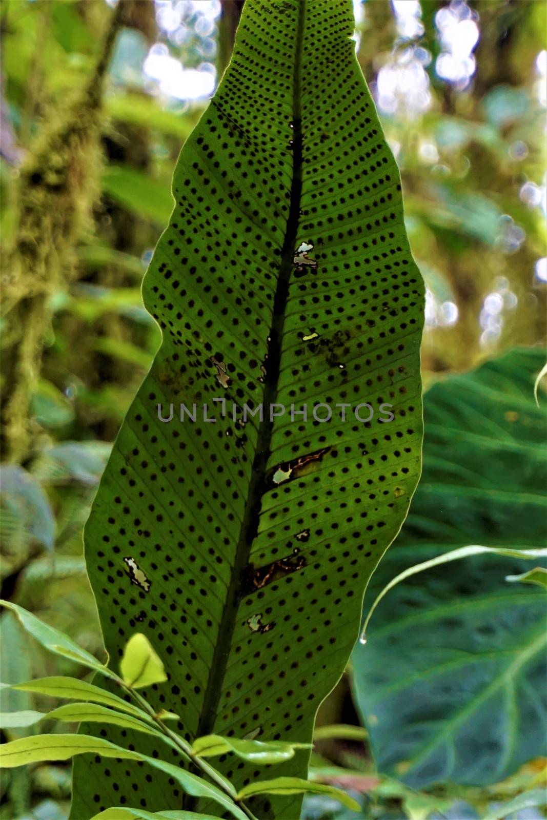 Spores under a fern leaf spotted in Las Quebradas, Costa Rica