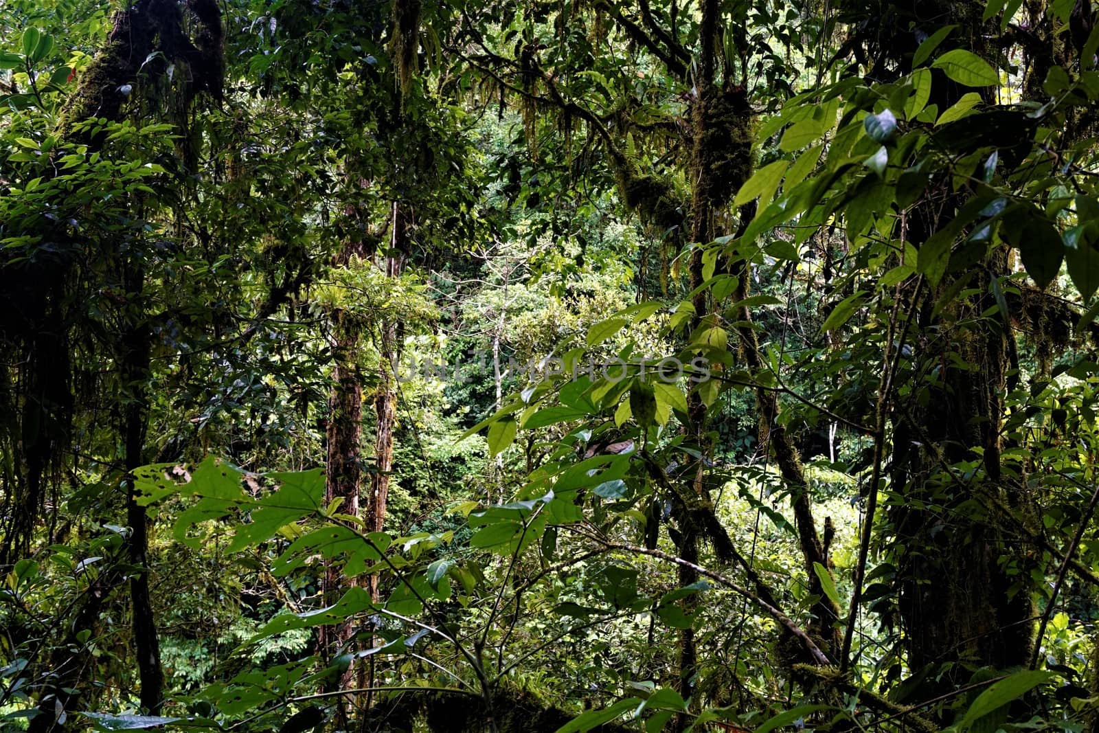Mossy rainforest spotted in Las Quebradas, Costa Rica