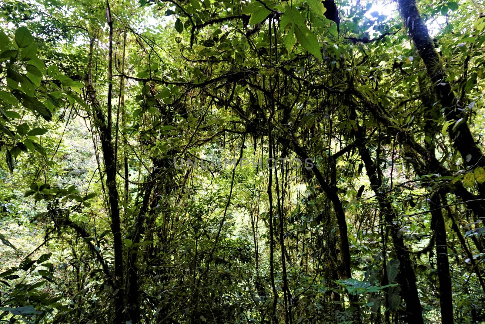 Mossy jungle view in Las Quebradas Biological Center, Costa Rica