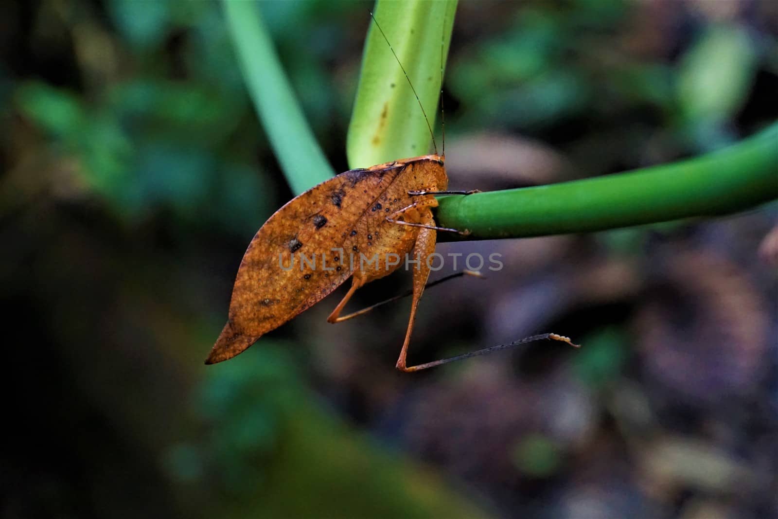 A Tettigoniidae leaf bug hanging on a stem in Las Quebradas, Costa Rica