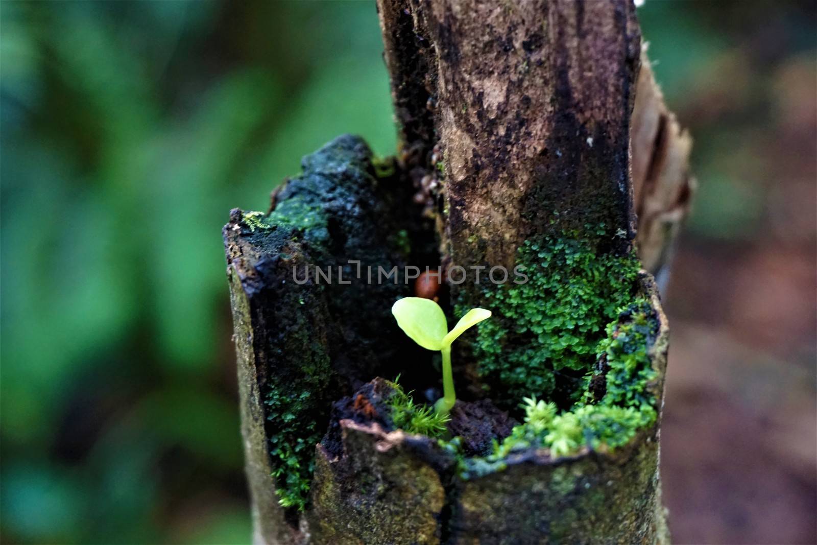 Seedling growing on trunk in Las Quebradas, Costa Rica