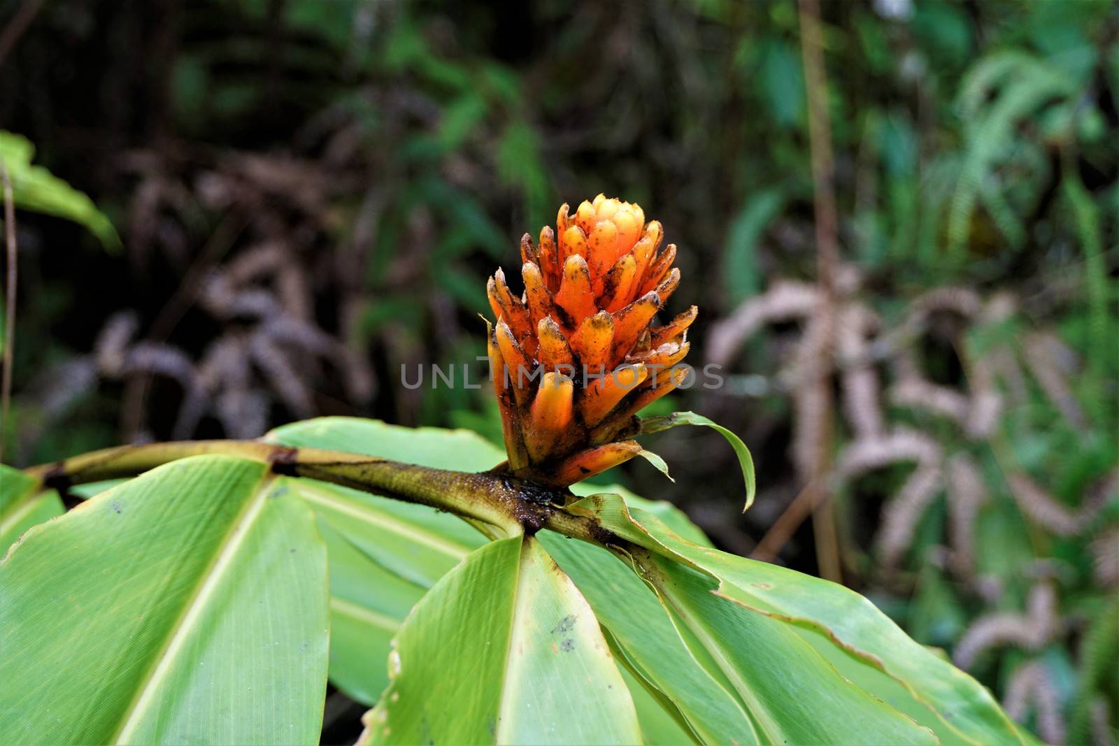 Guzman Conifer Bromeliad spotted in Las Quebradas, Costa Rica